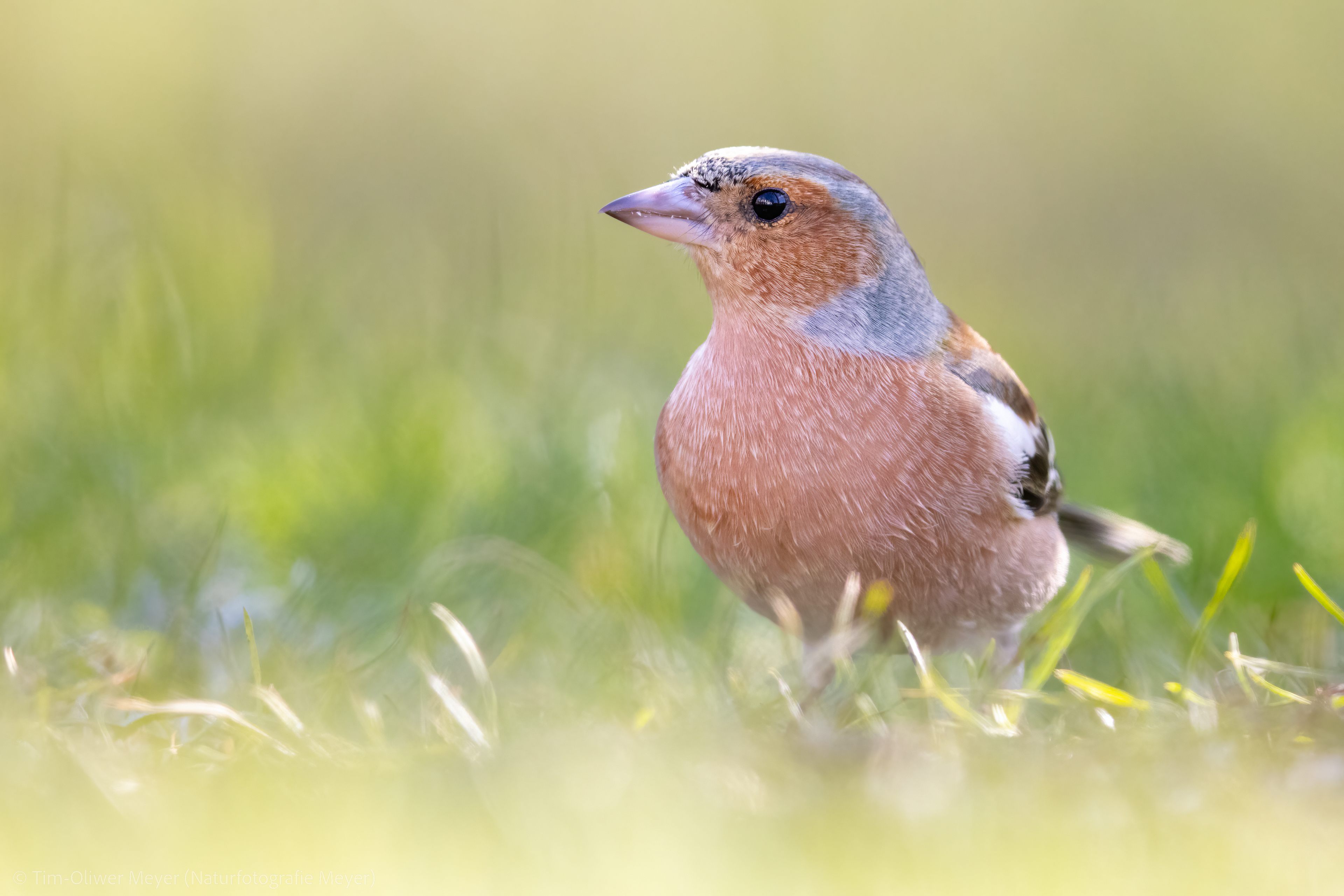 Buchfink / Chaffinch