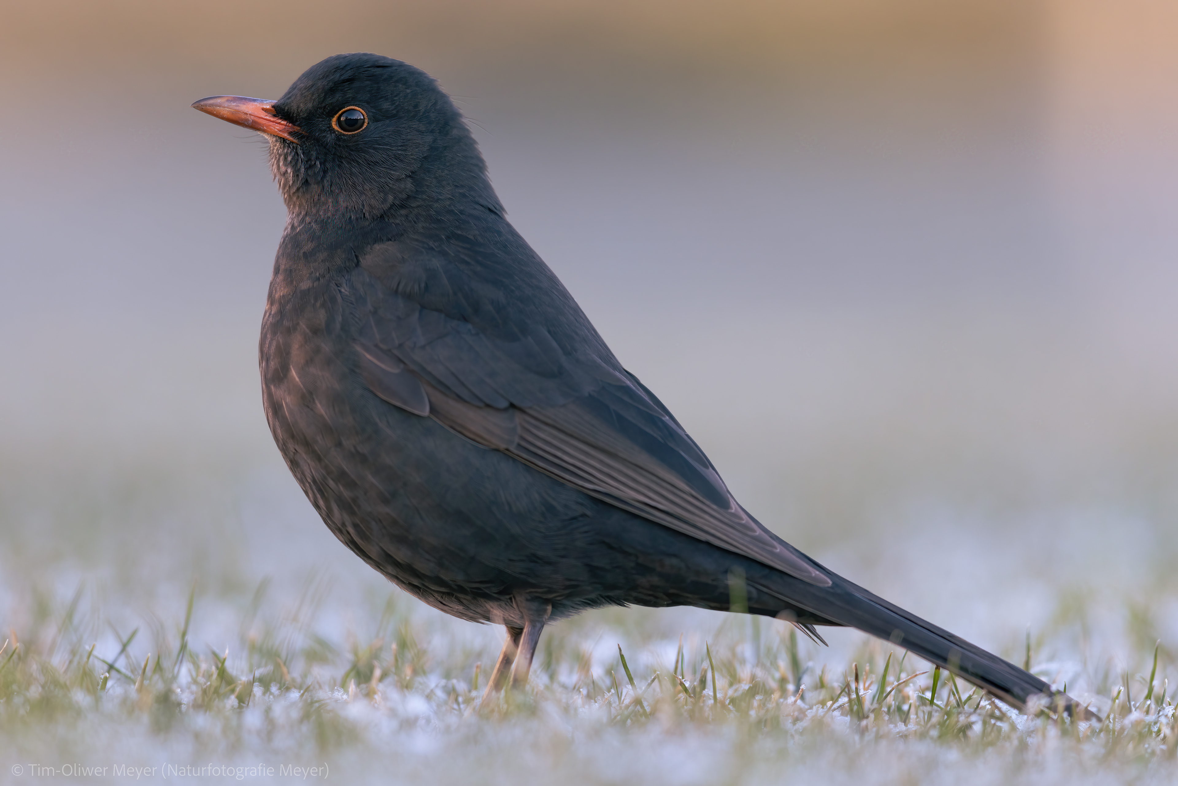 Amsel / Eurasian Blackbird