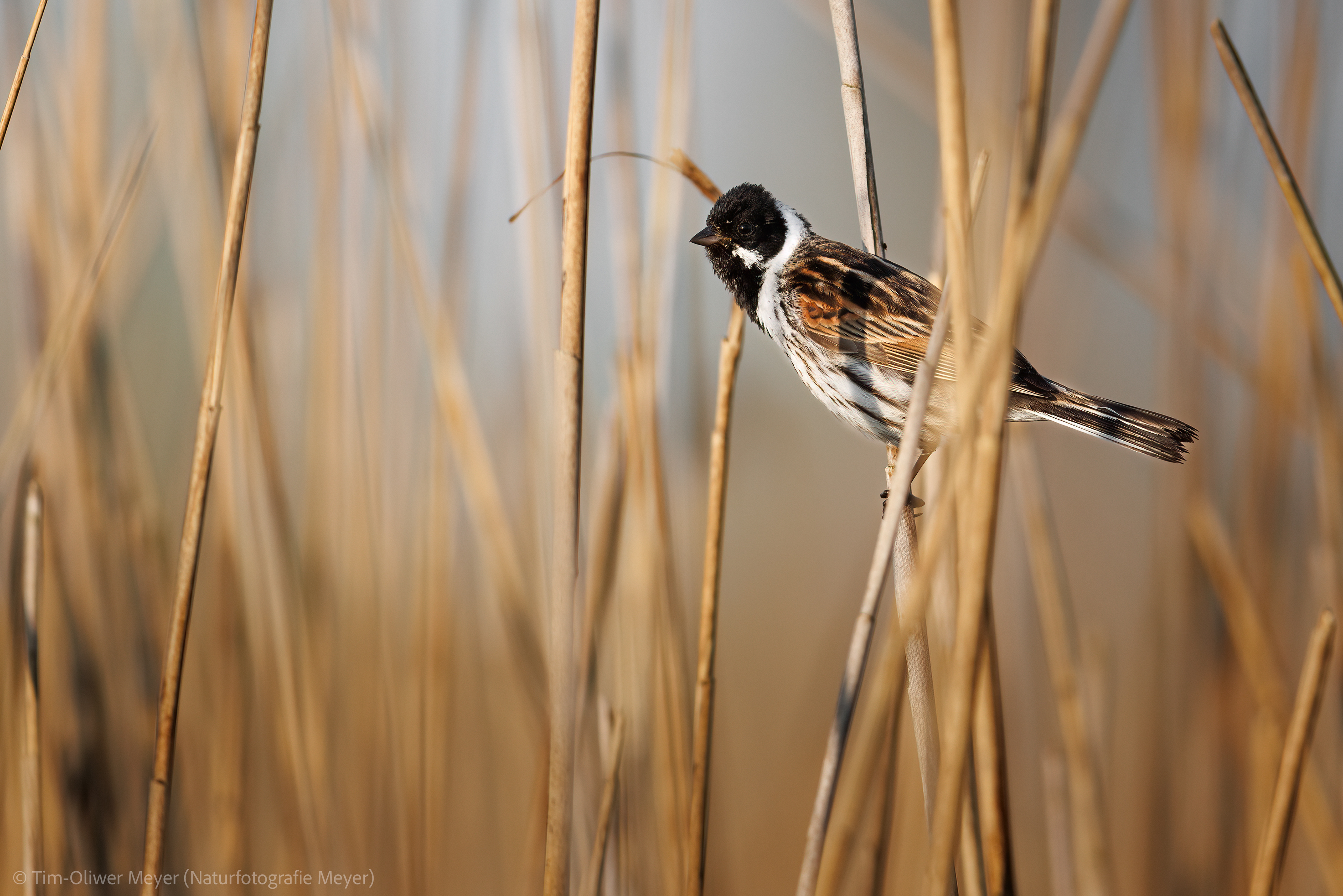 Rohrammer (Männchen) / Reed Bunting (Male) 