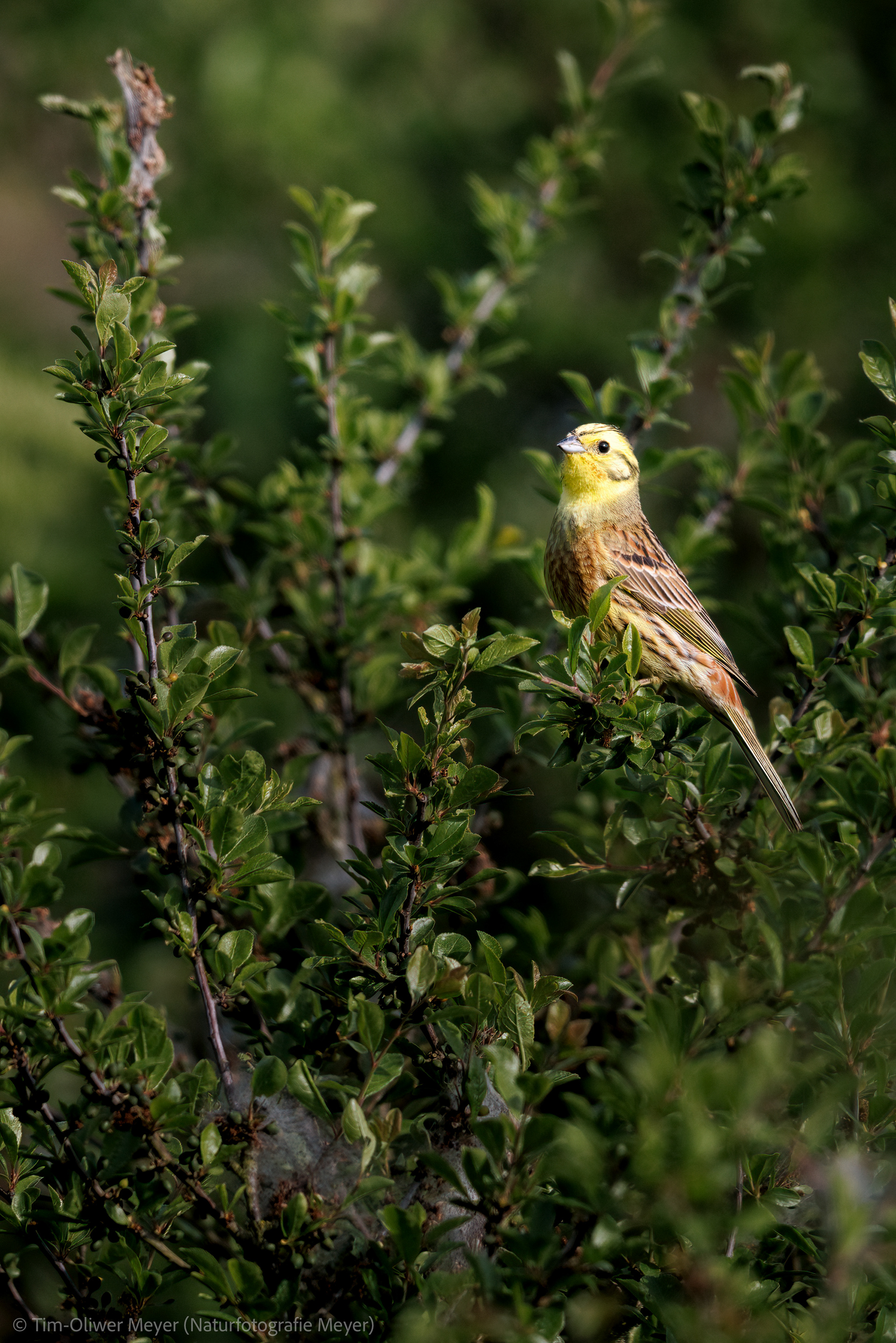 Goldammer / Yellowhammer