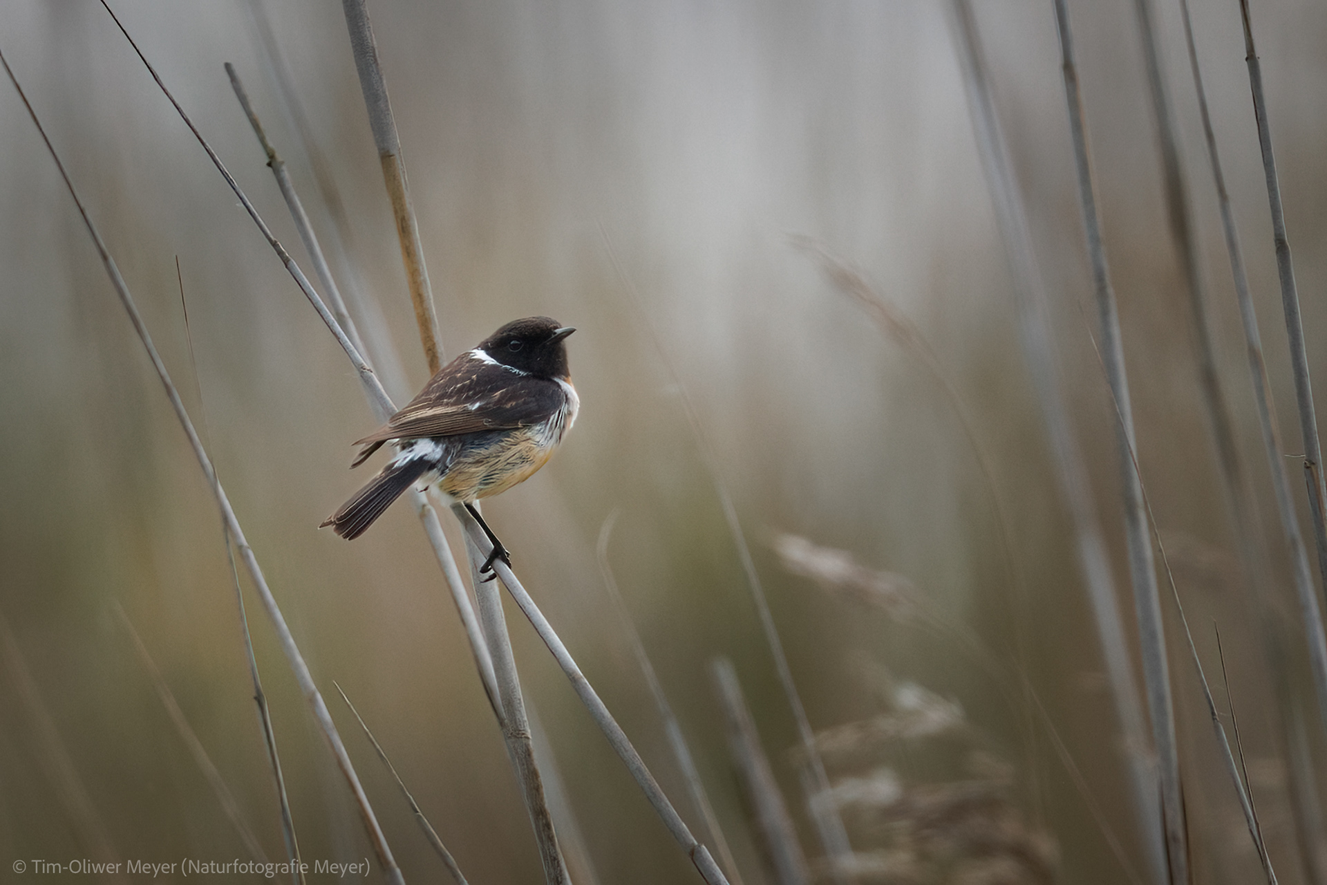 Schwarzkehlchen (Männchen) / Blackthroat (Male)
