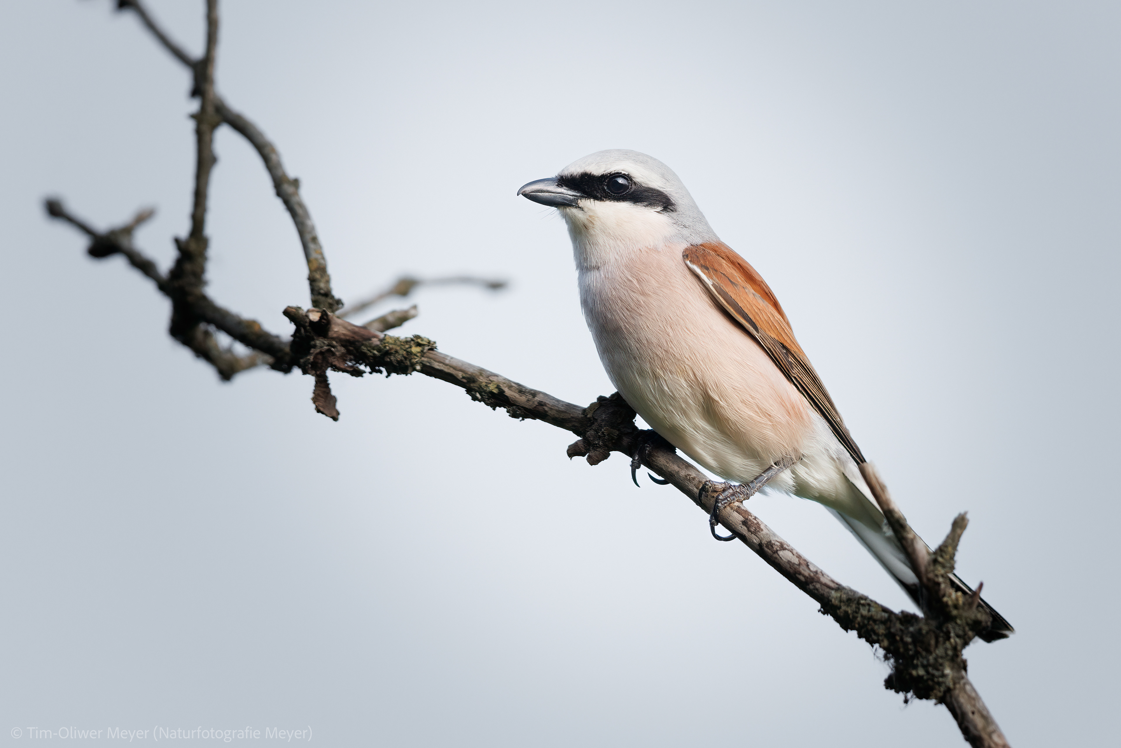 Neuntöter (Männchen) / Red-Backed Shride (Male)