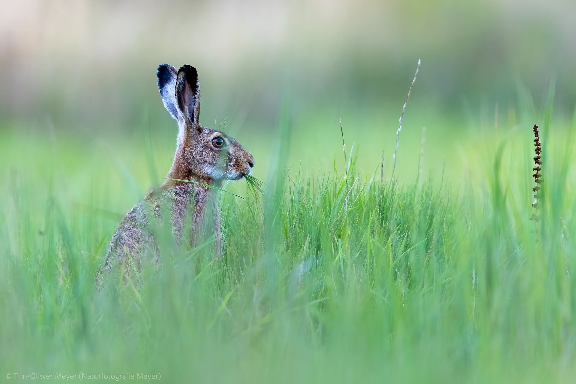 Feldhase / European Hare