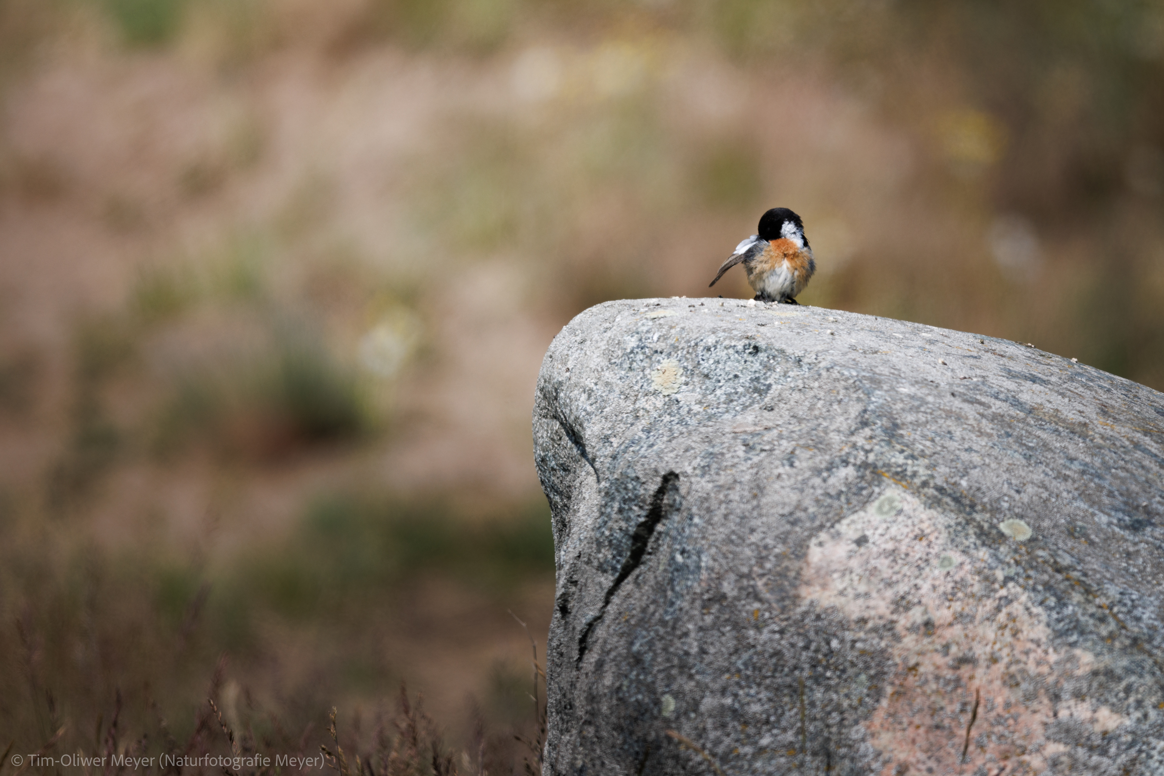 Schwarzkehlchen (Männchen) / Blackthroat (Male)