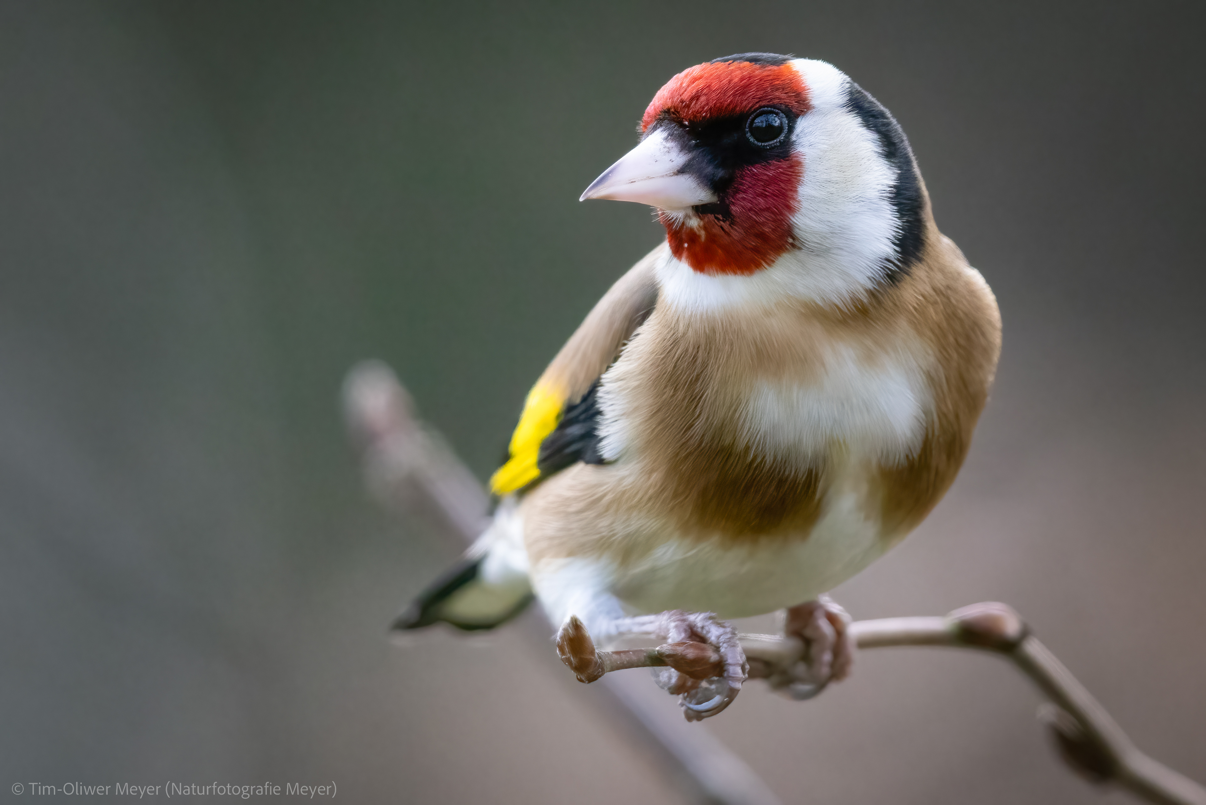 Stieglitz / Goldfinch
