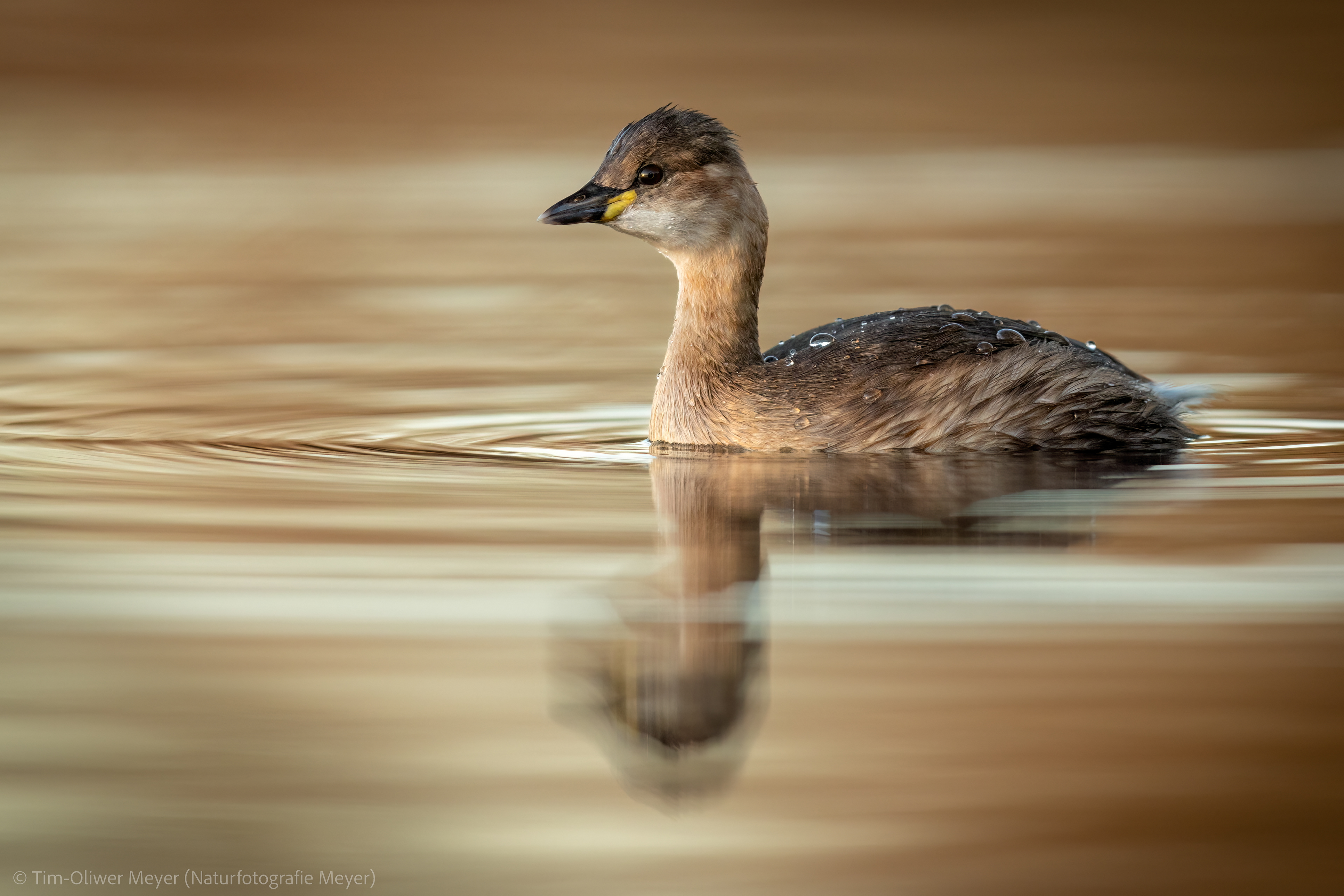 Zwergtaucher / Little Grebe