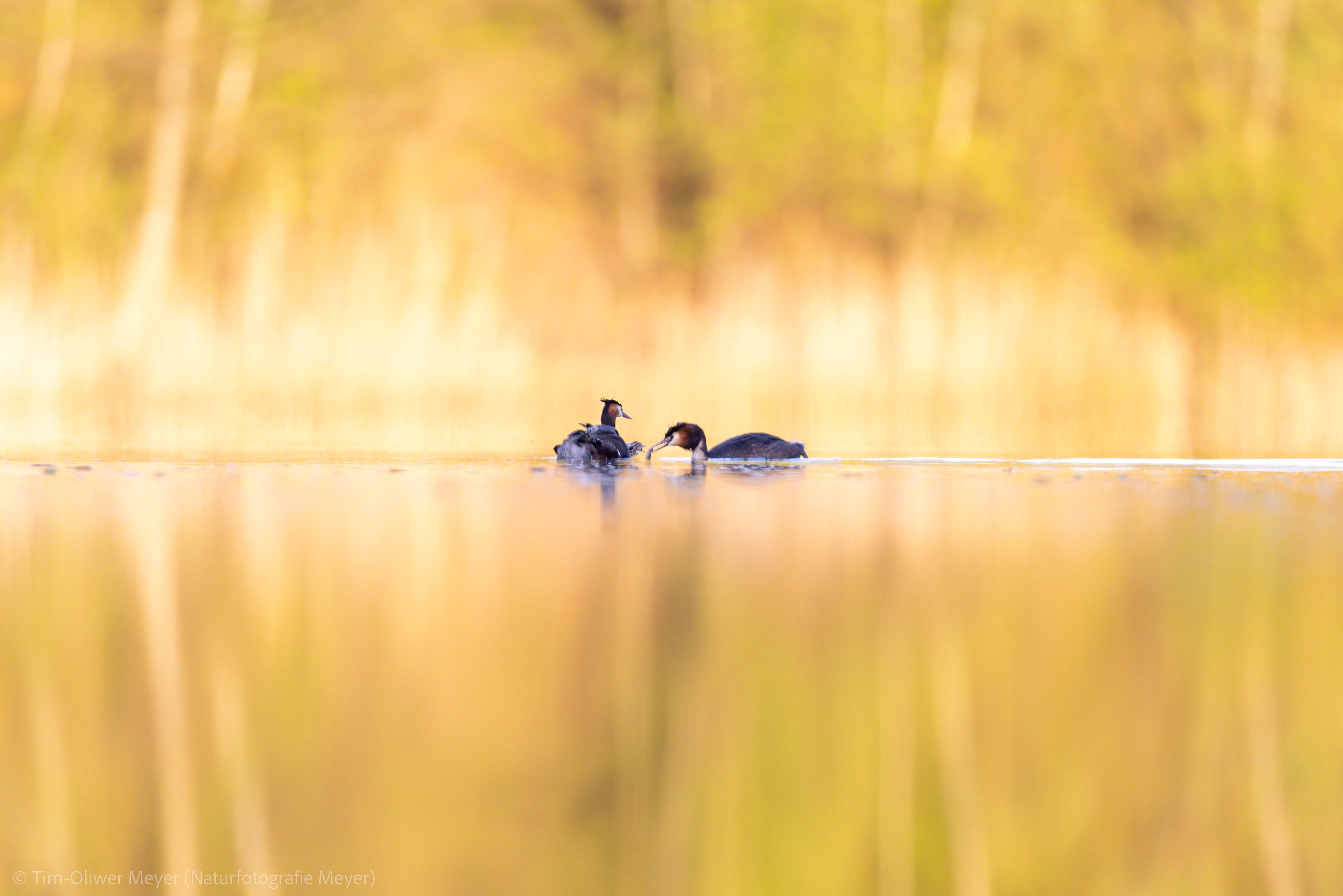 Haubentaucher / Great Crested Grebe