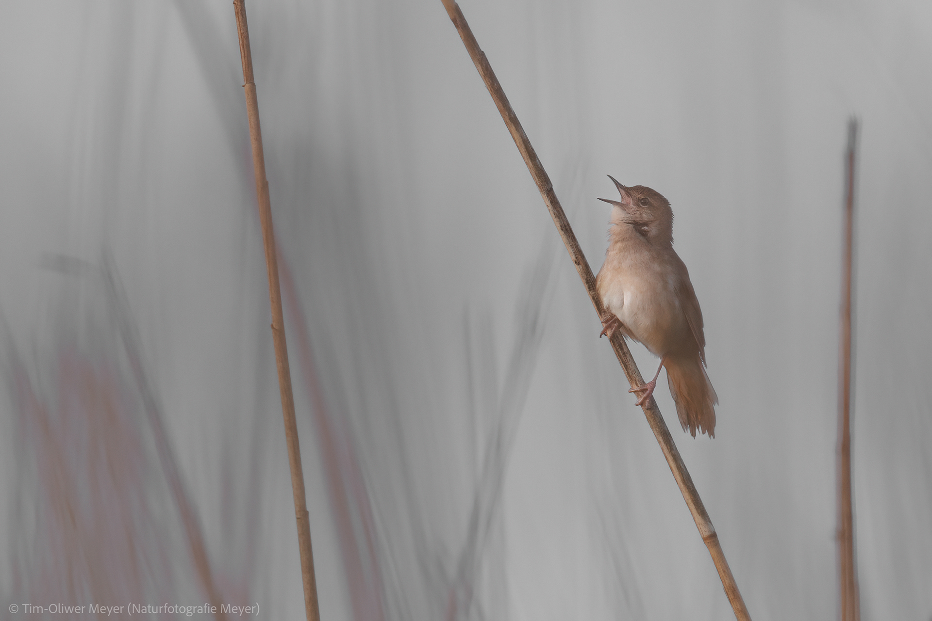 Rohrschwirl / Pipe Swirl