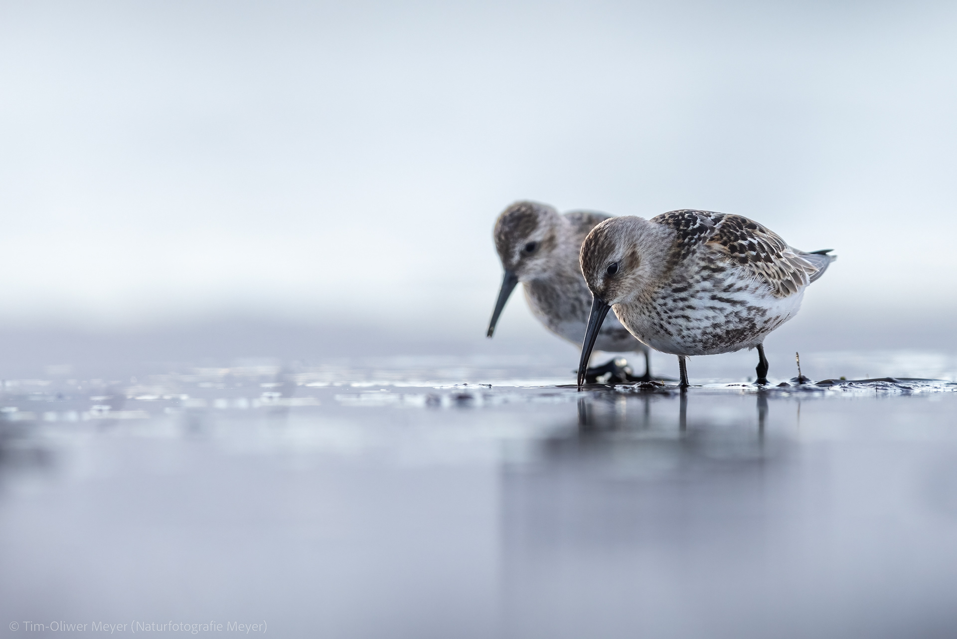 Alpenstrandläufer / Dunlin