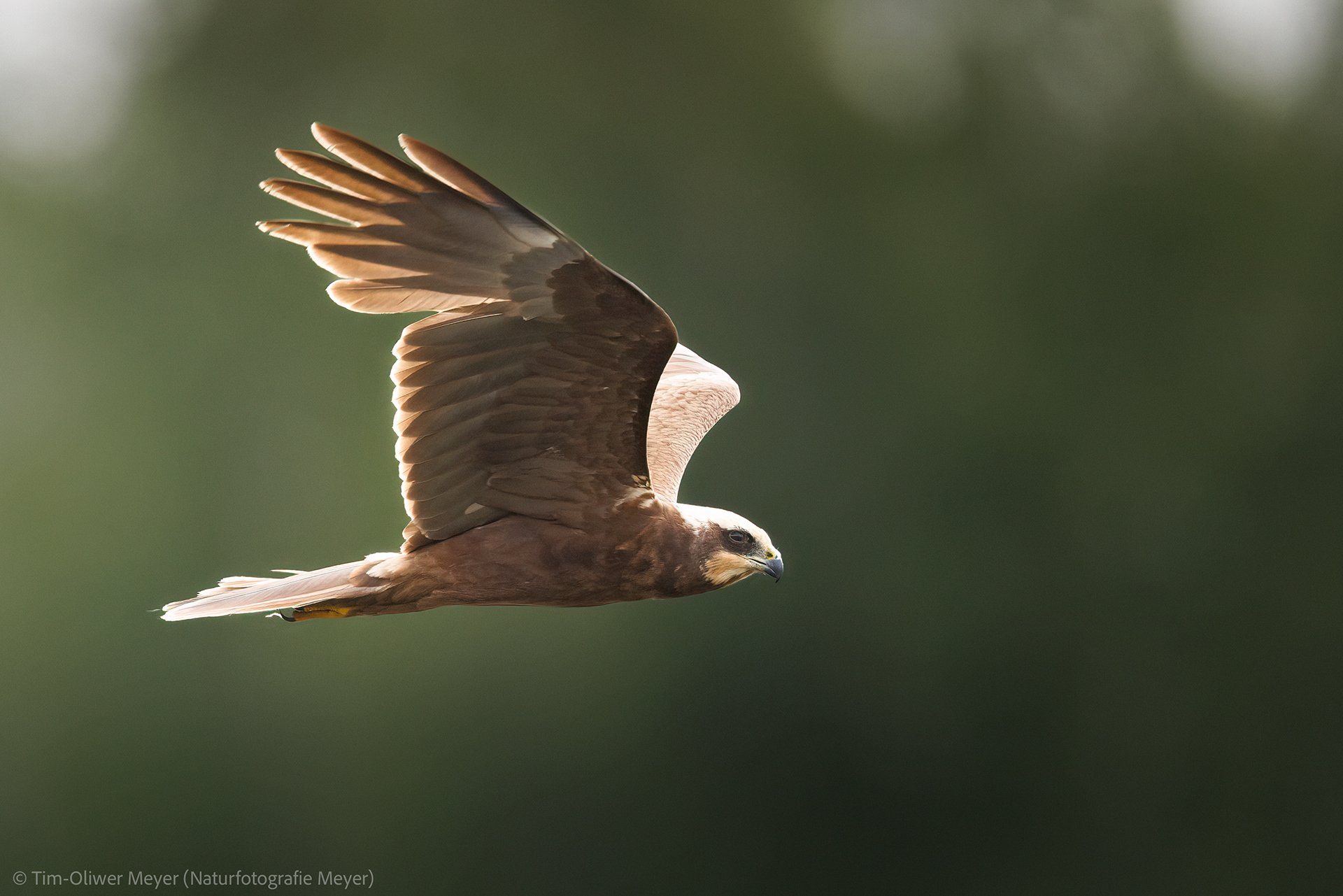 Rohrweihe (Weibchen) / Marsh Harrier (Female)
