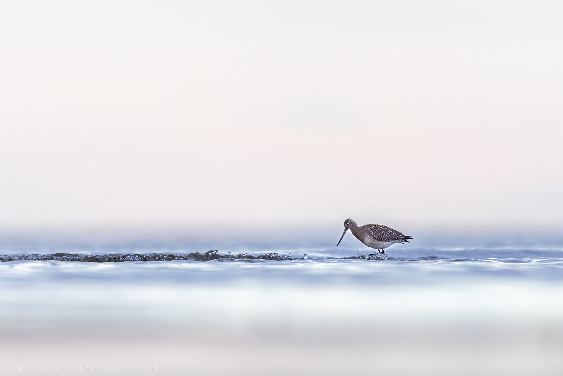Pfuhlschnepfe / Bar-tailed godwit