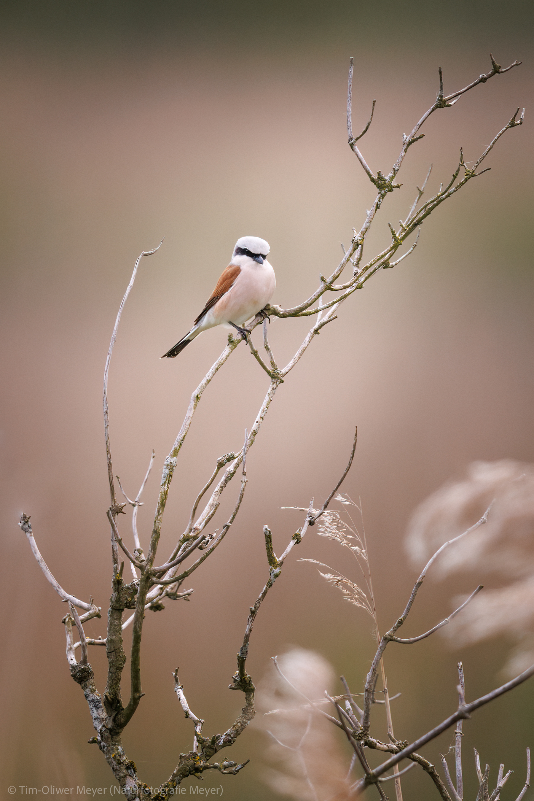 Neuntöter (Männchen) / Red-Backed Shride (Male)