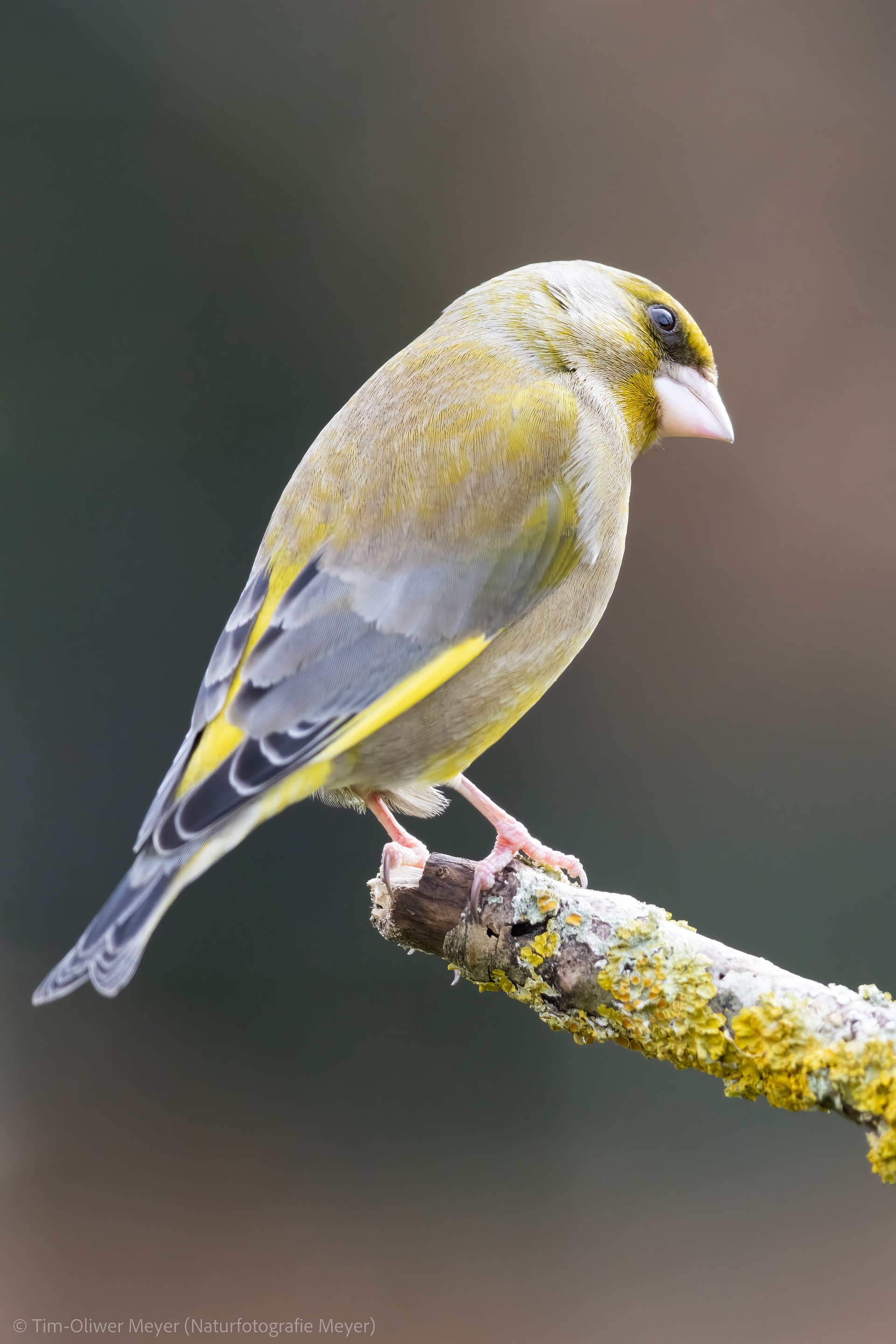 Grünfink / Greenfinch