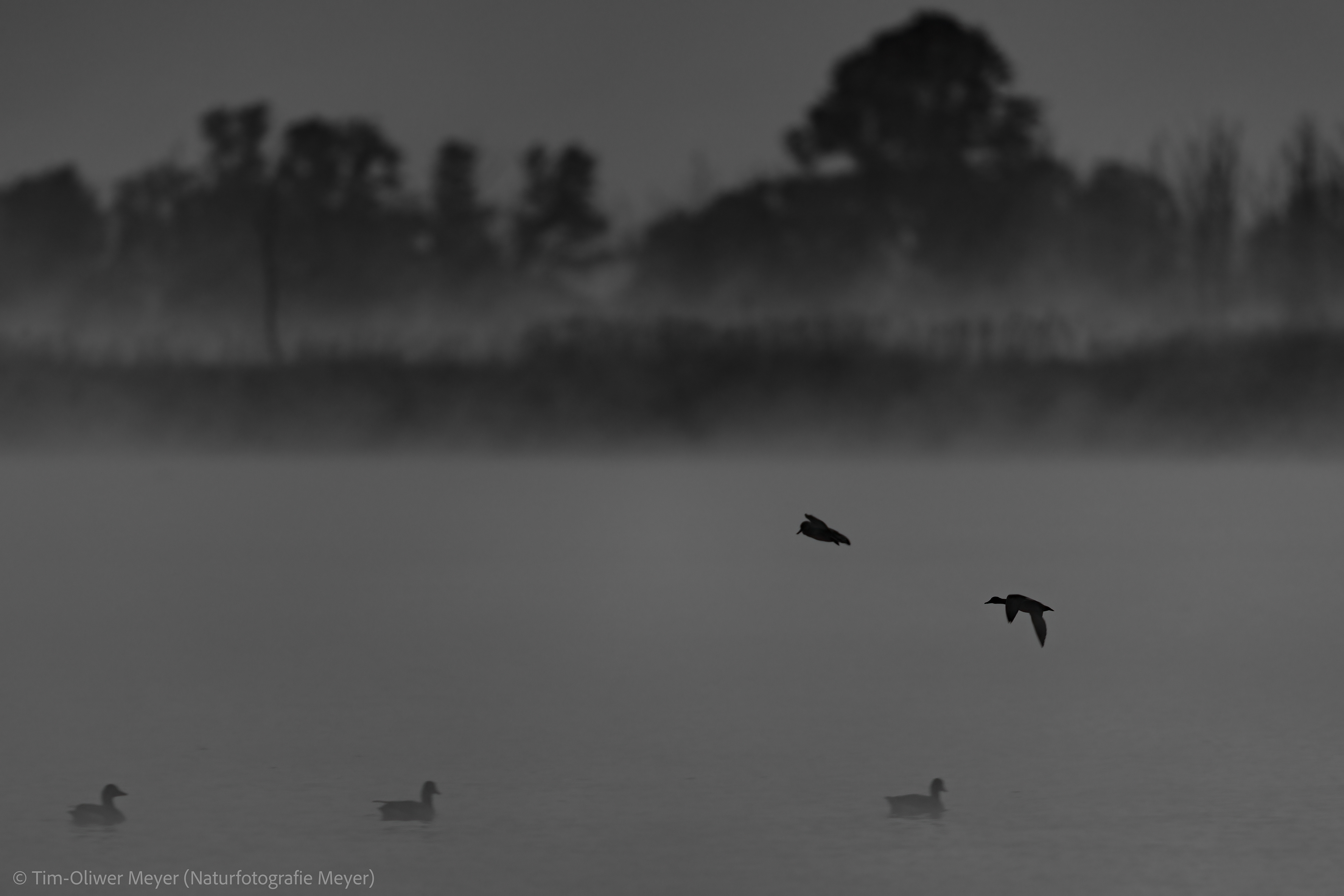 Entenvögel im Morgennebel / Ducks in the morning fog