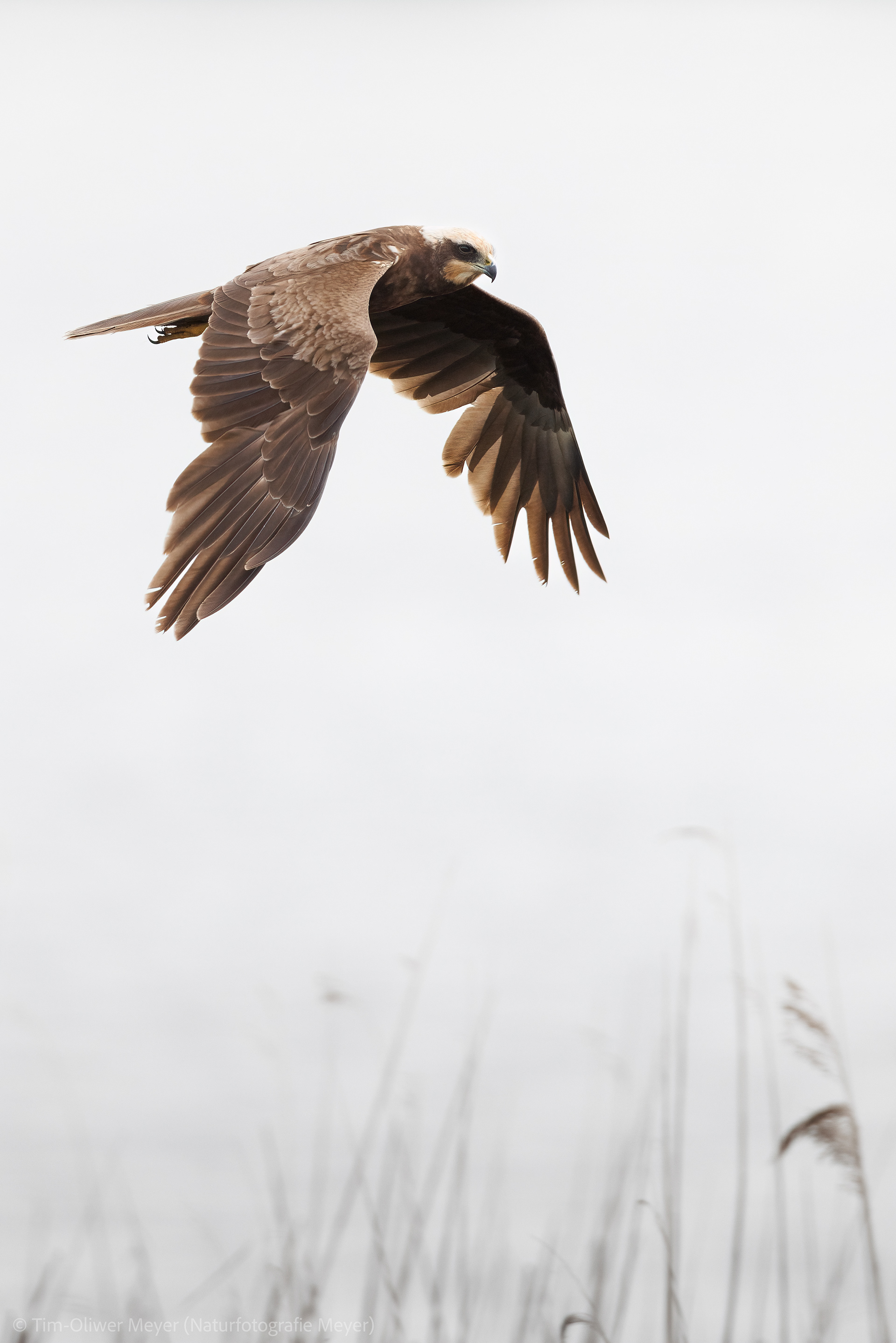 Rohrweihe (Weibchen) / Marsh Harrier (Female)