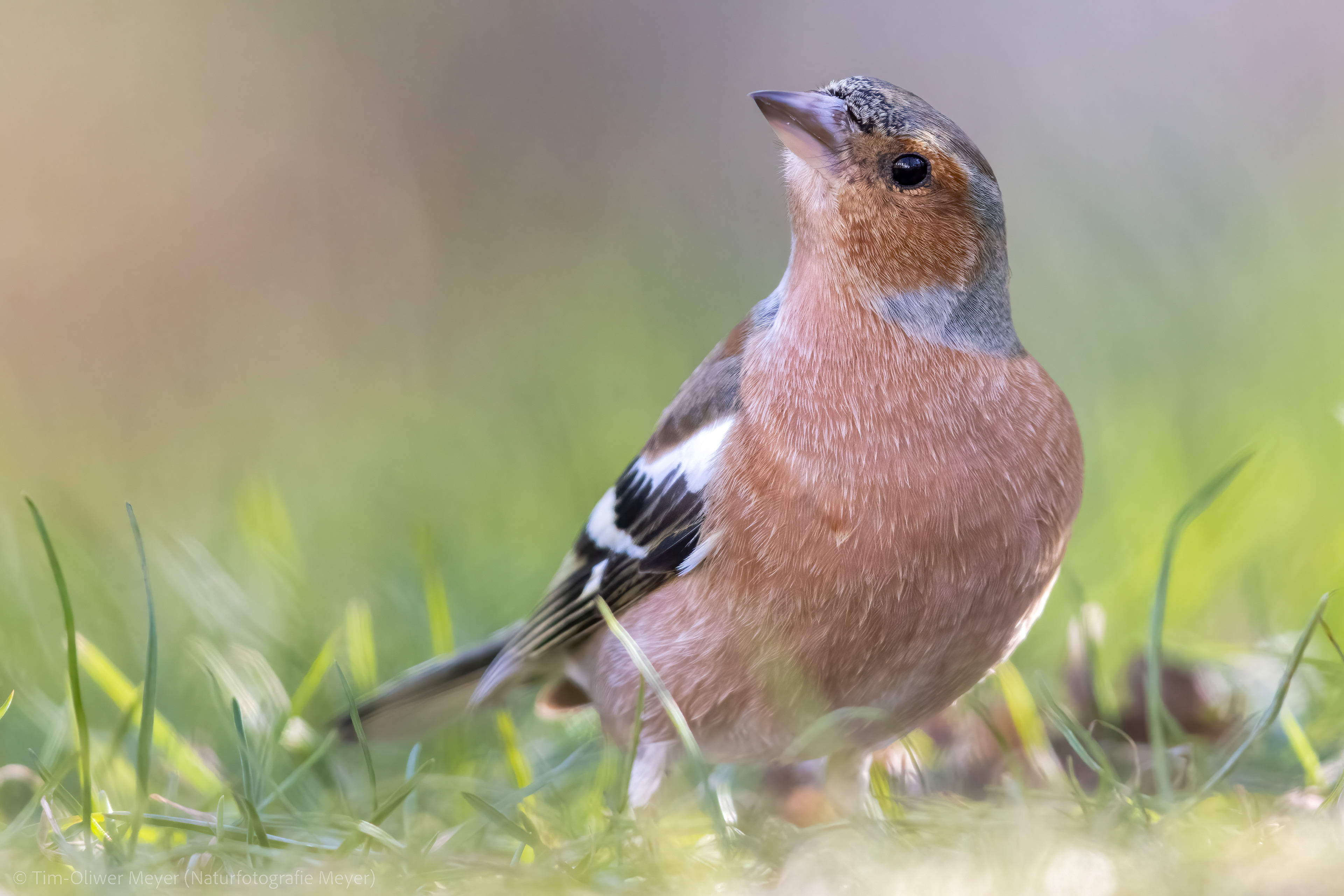 Buchfink / Chaffinch