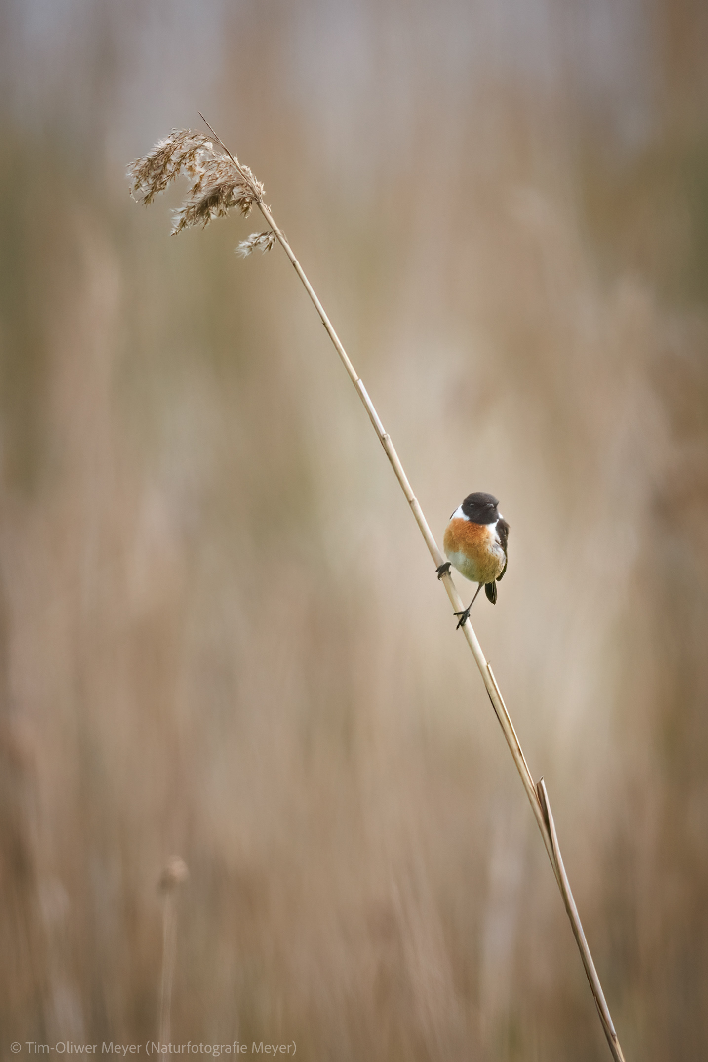 Schwarzkehlchen (Männchen) / Blackthroat (Male)