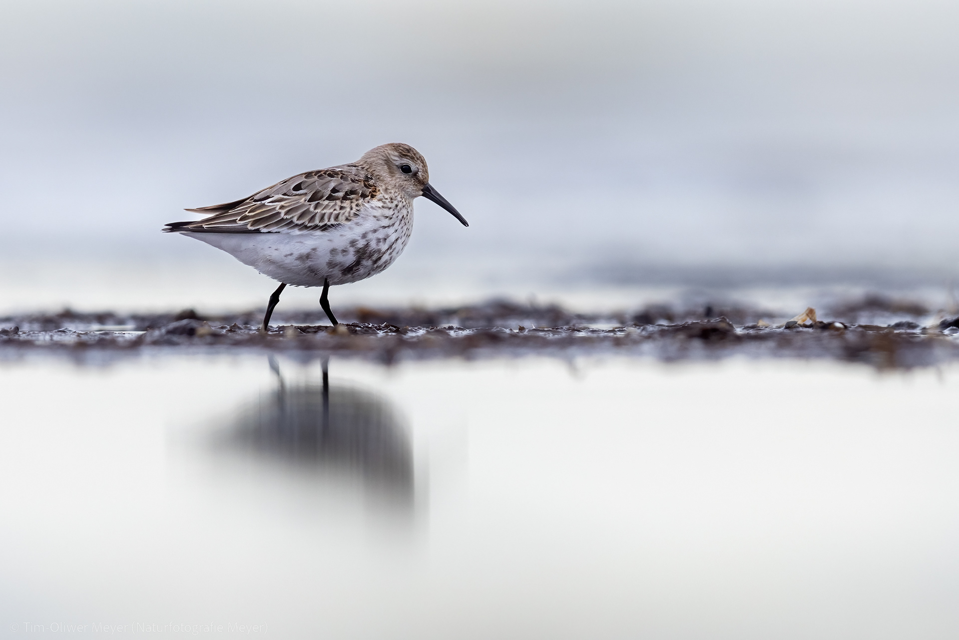 Alpenstrandläufer / Dunlin