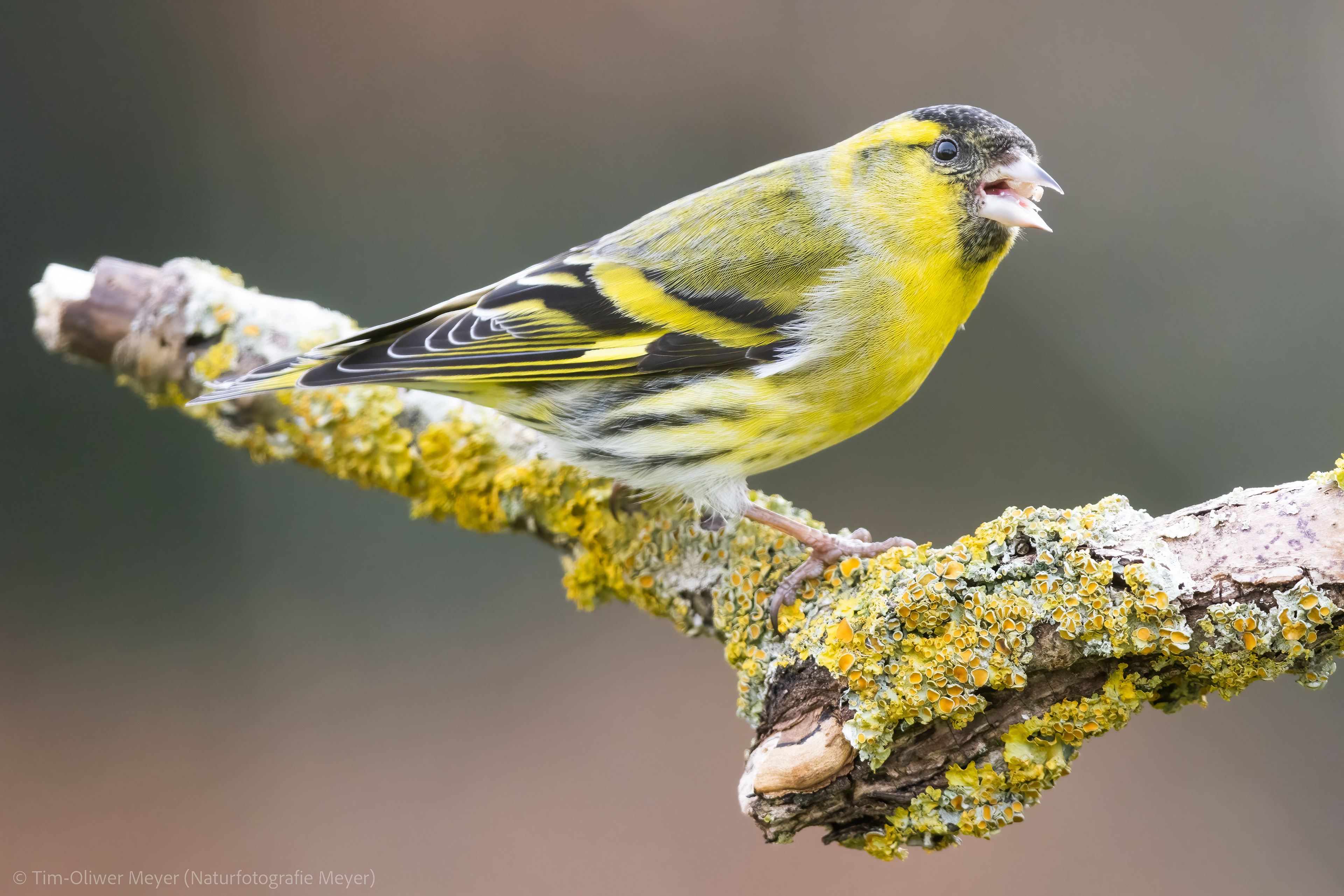 Erlenzeisig / Siskin