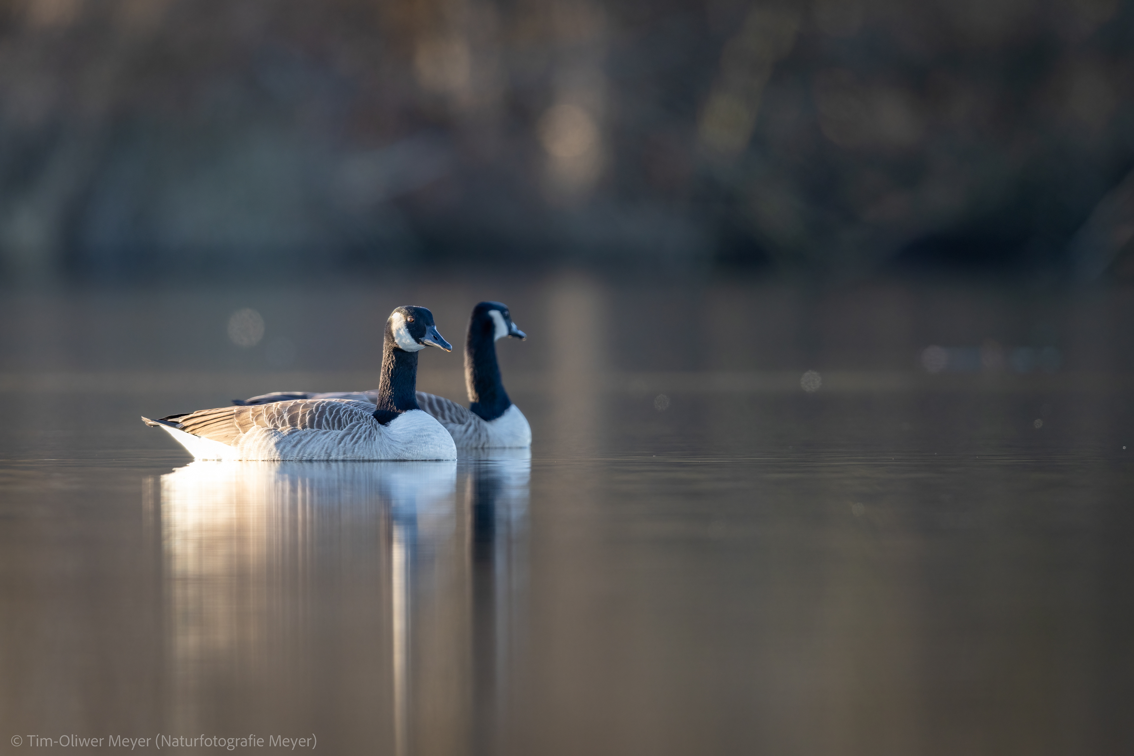 Kanadagans / Canada Goose