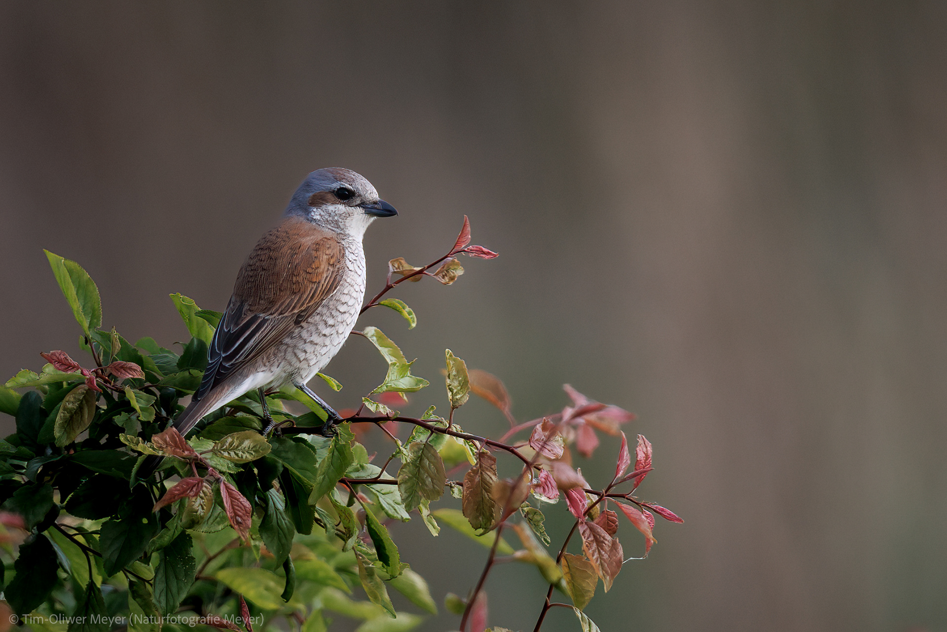 Neuntöter (Weibchen) / Red-Backed Shride (Female)