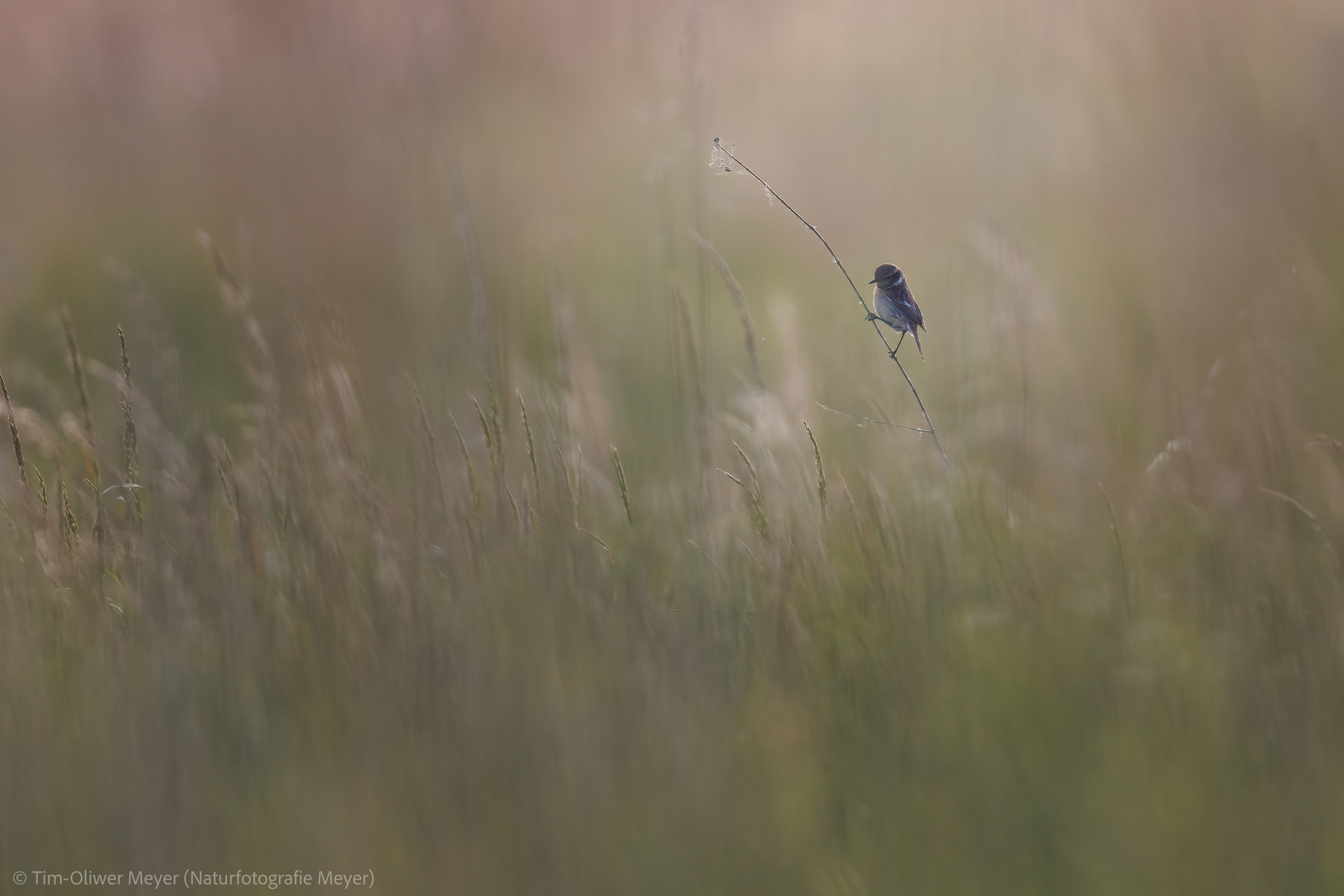 Schwarzkehlchen (Weibchen) / Blackthroat (Female)