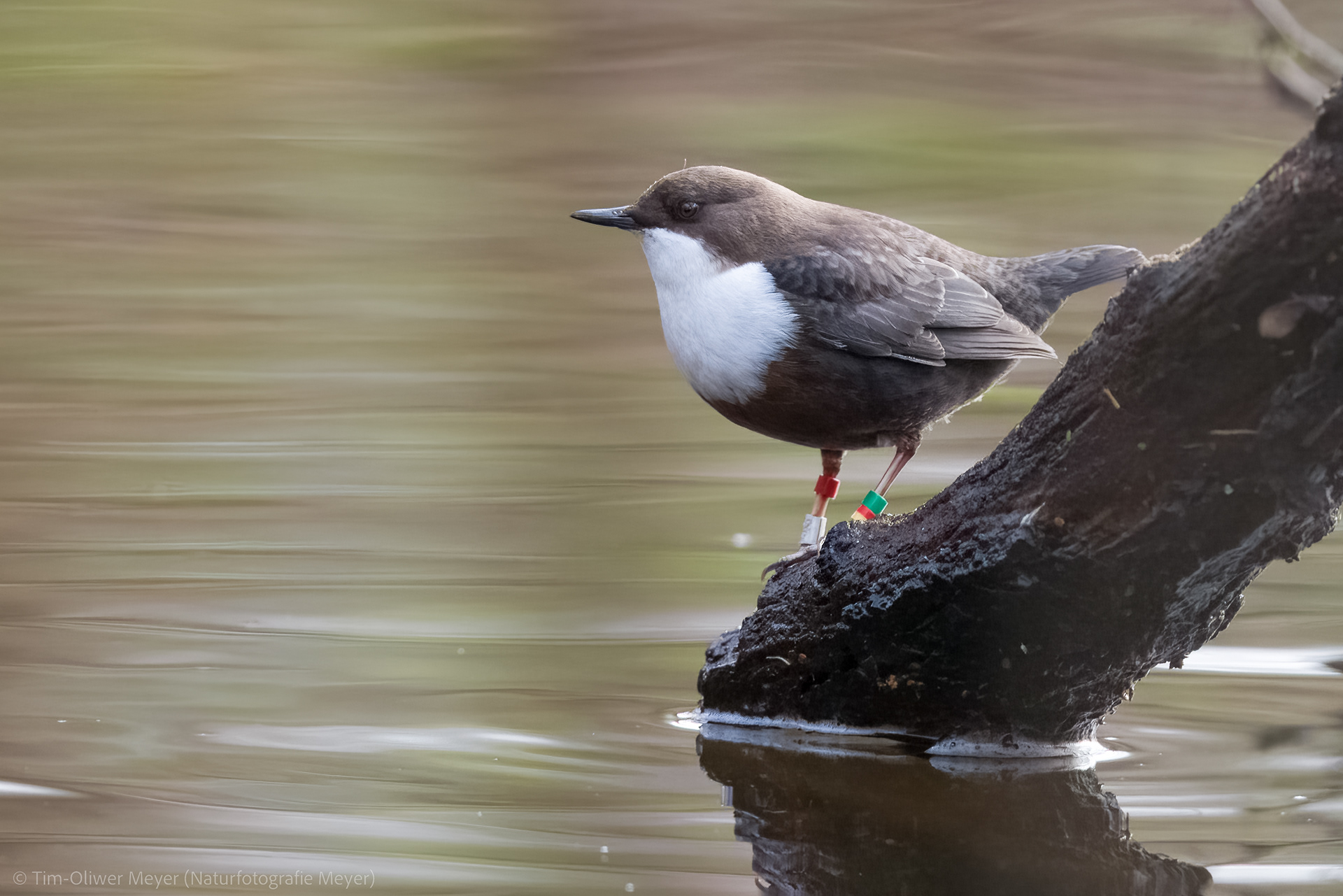 Wasseramsel / Dipper