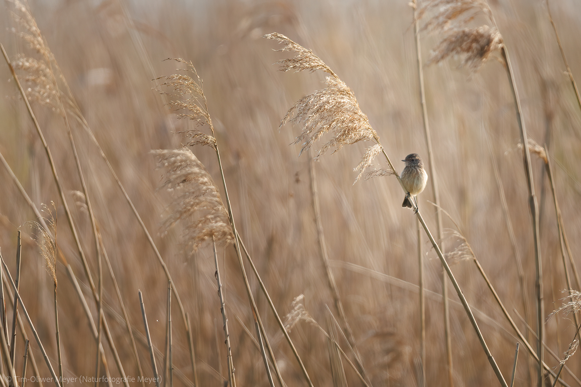 Unsicher: Braunkehlchen (Weibchen) / Uncertain: Whinchat (Female)