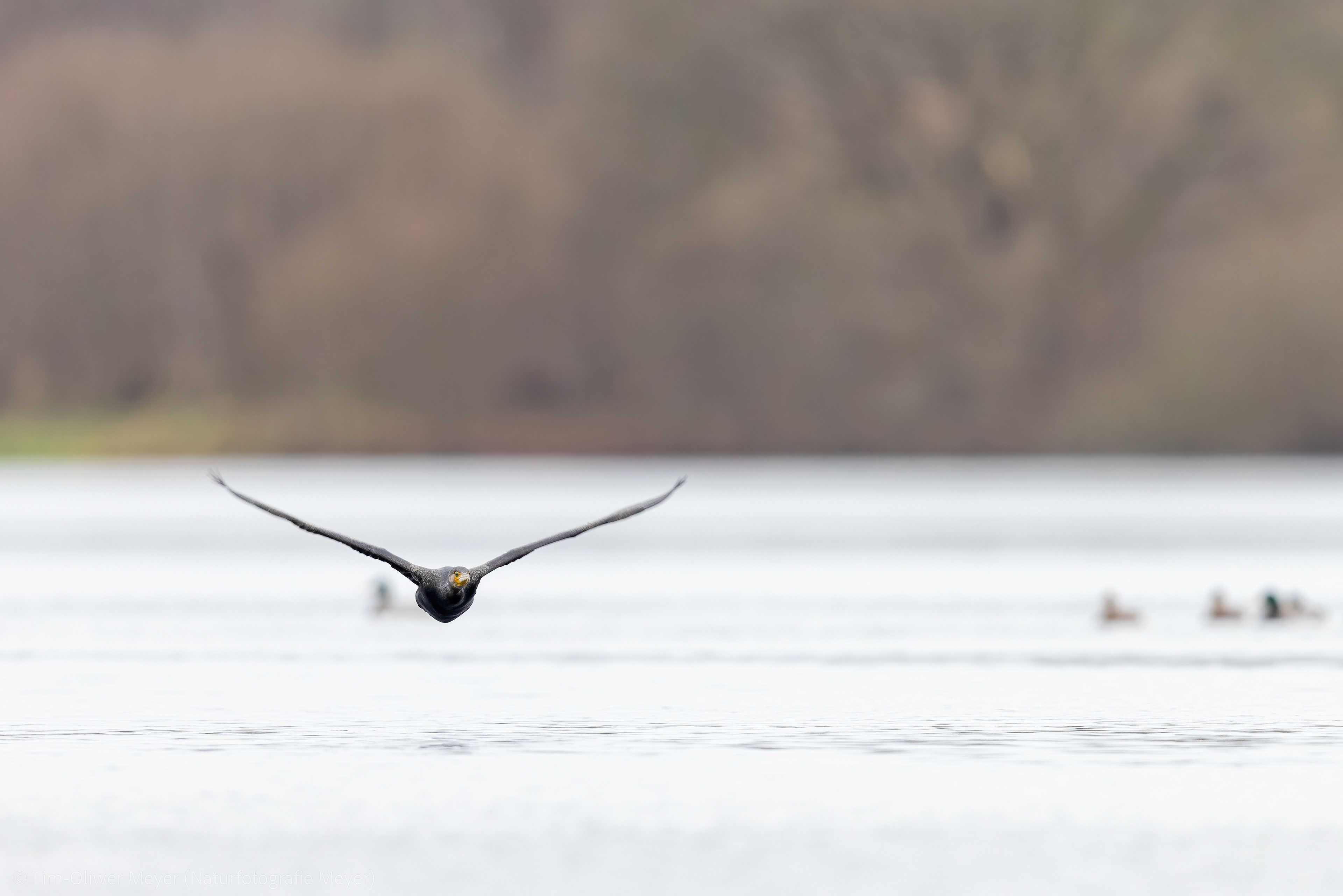 Kormoran / Cormorant