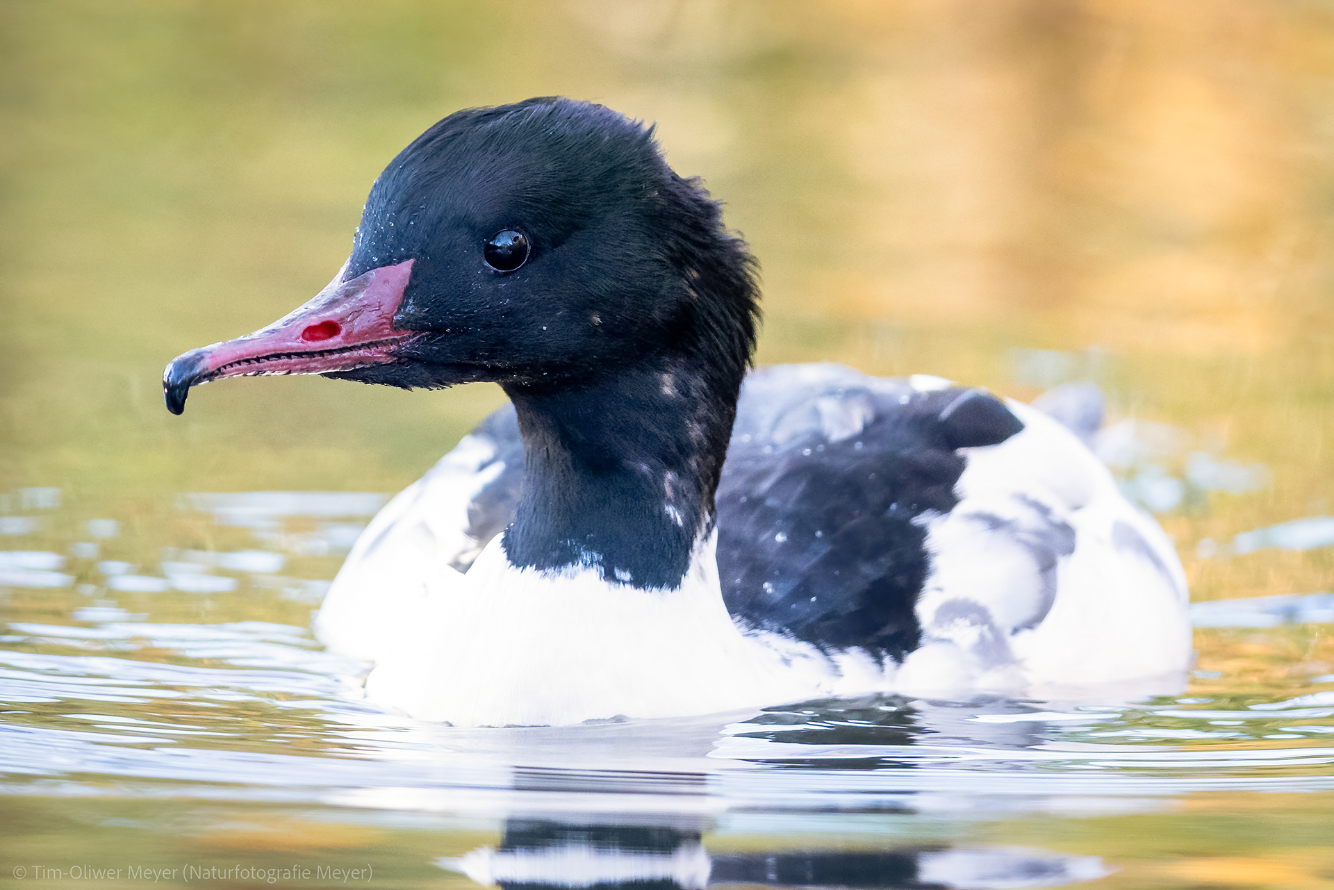 Gänsesäger / Goosander