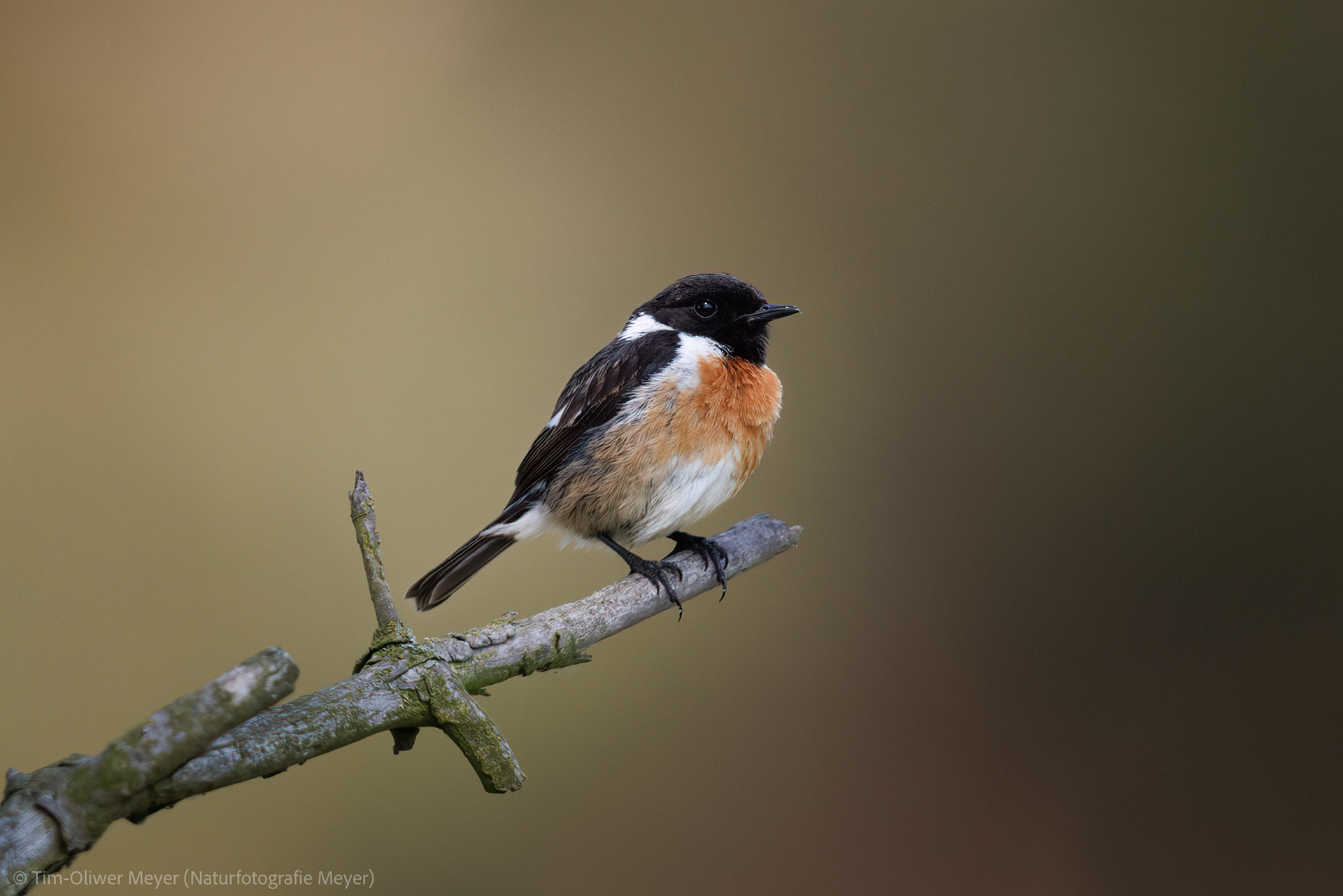 Schwarzkehlchen (Männchen) / Blackthroat (Male)