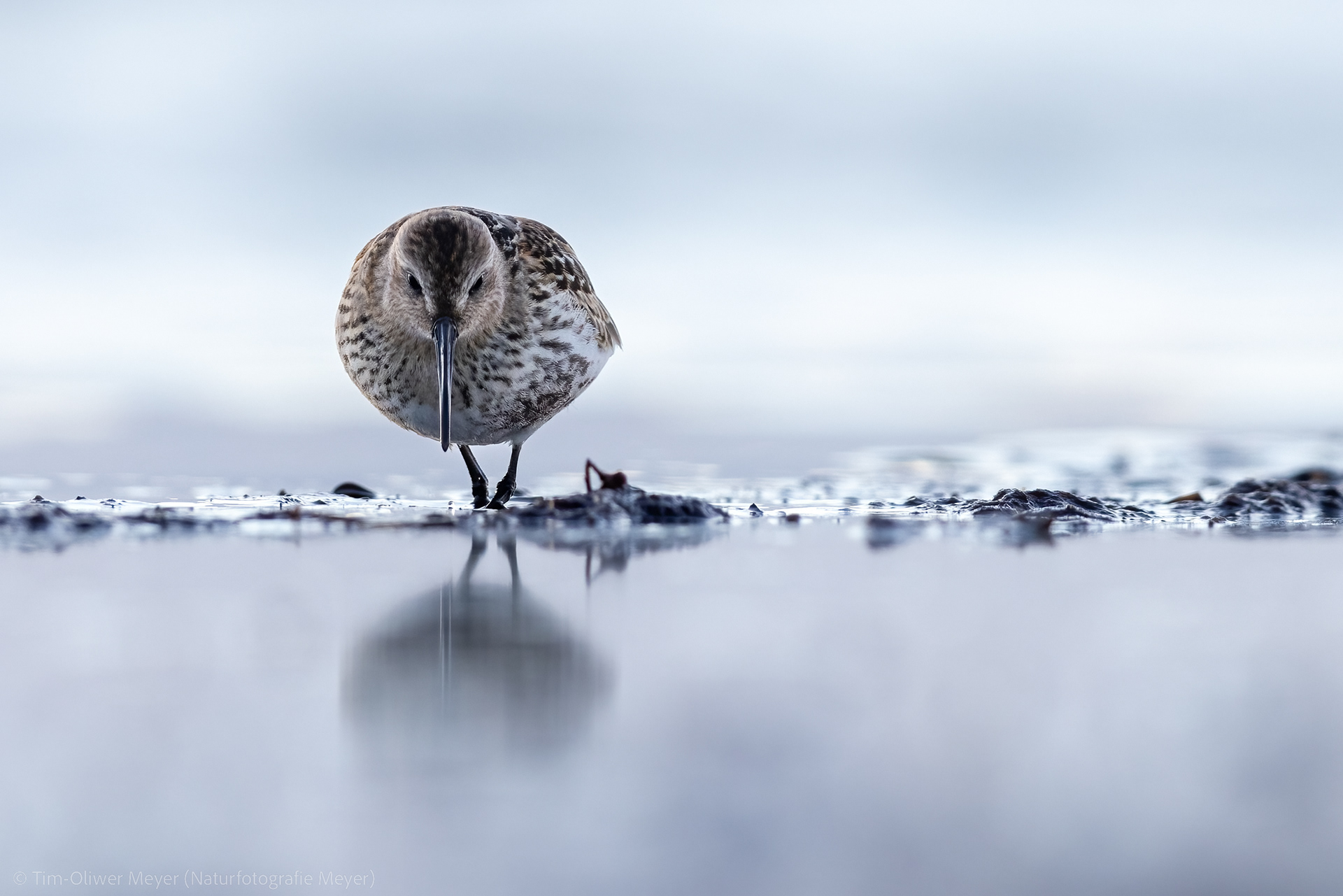 Alpenstrandläufer / Dunlin
