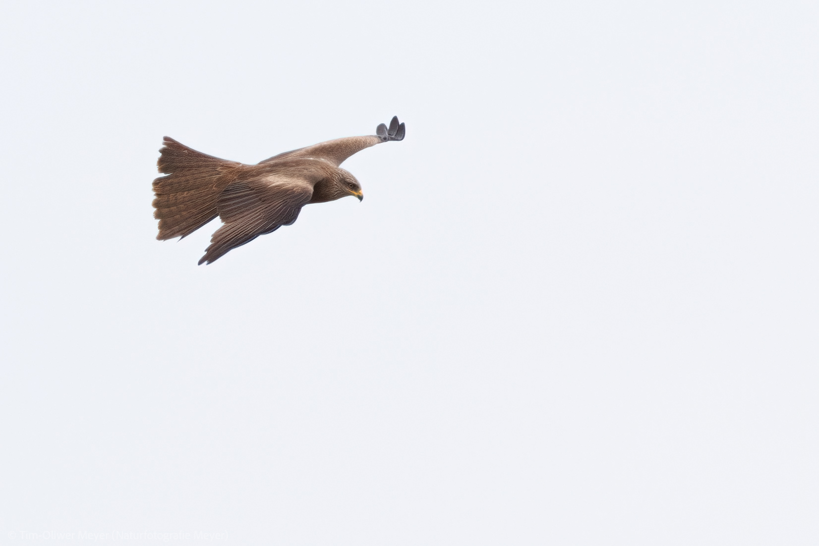 Schwarzmilan / Black Kite