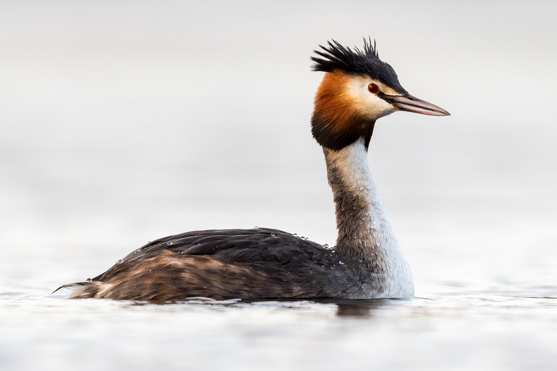 Haubentaucher / Great Crested Grebe