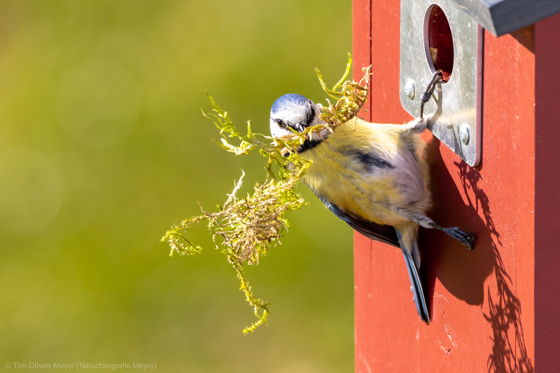 Blaumeise / Bluetit