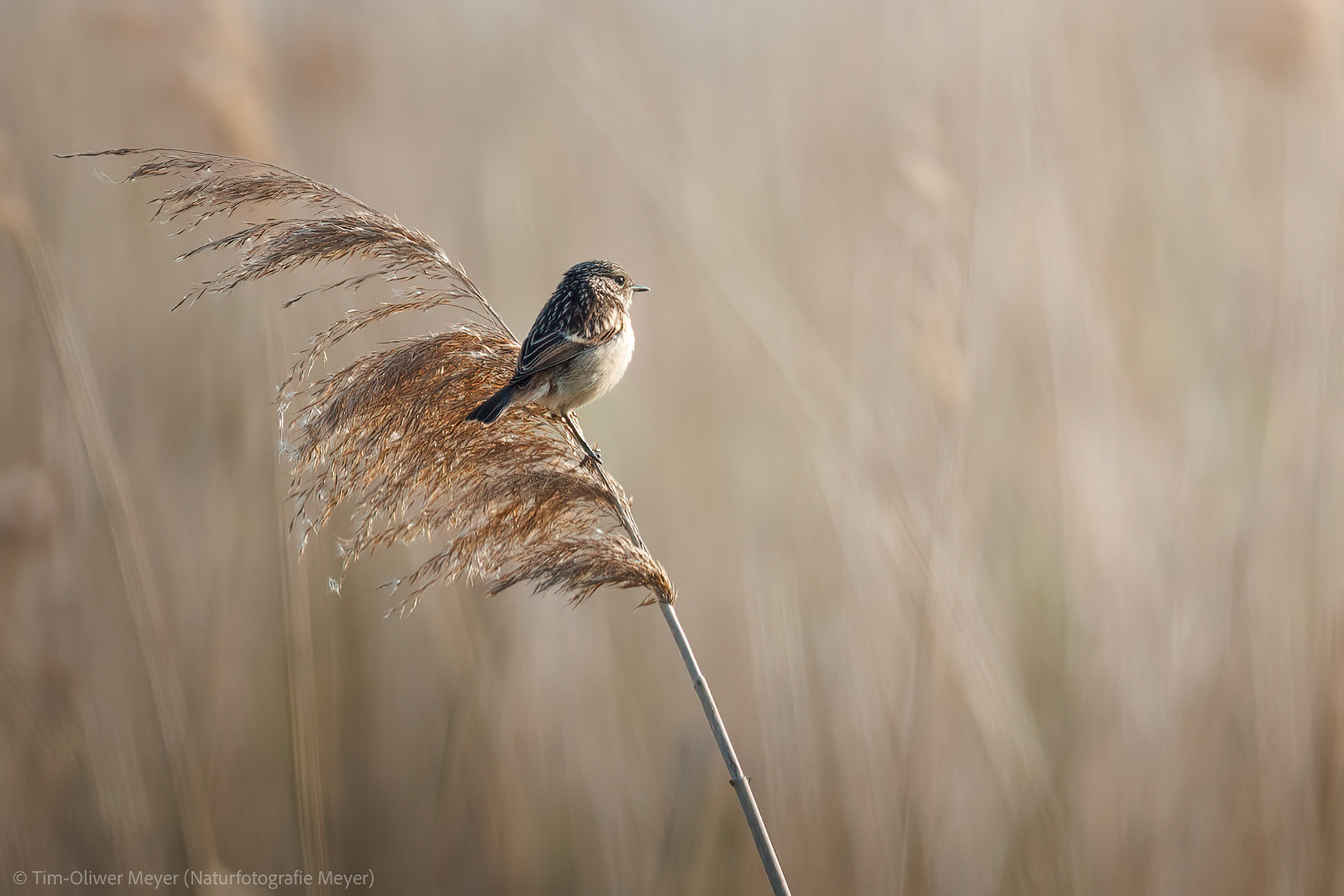 Unsicher: Braunkehlchen (Weibchen) / Uncertain: Whinchat (Female)