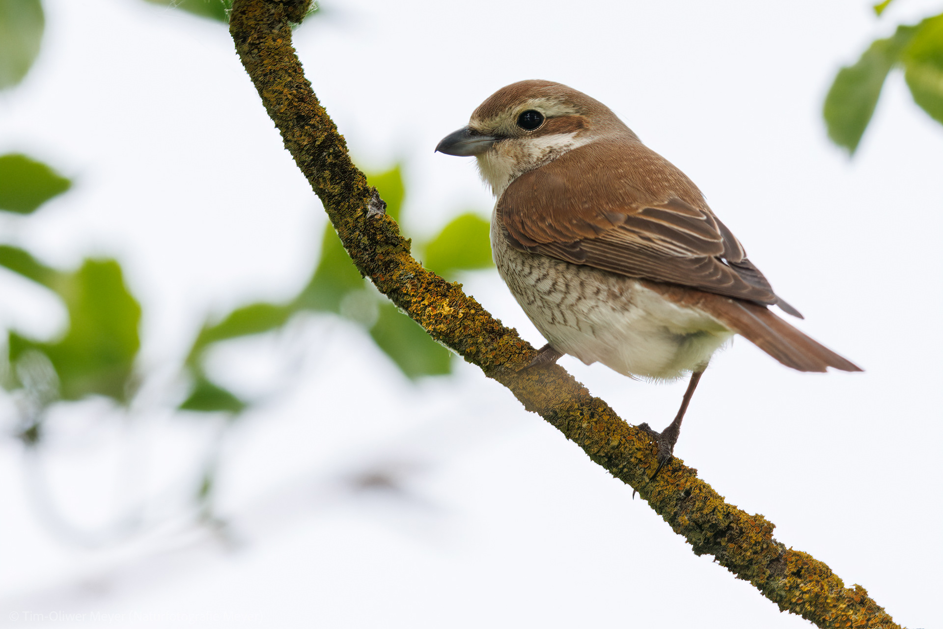 Neuntöter (Weibchen) / Red-Backed Shride (Female)