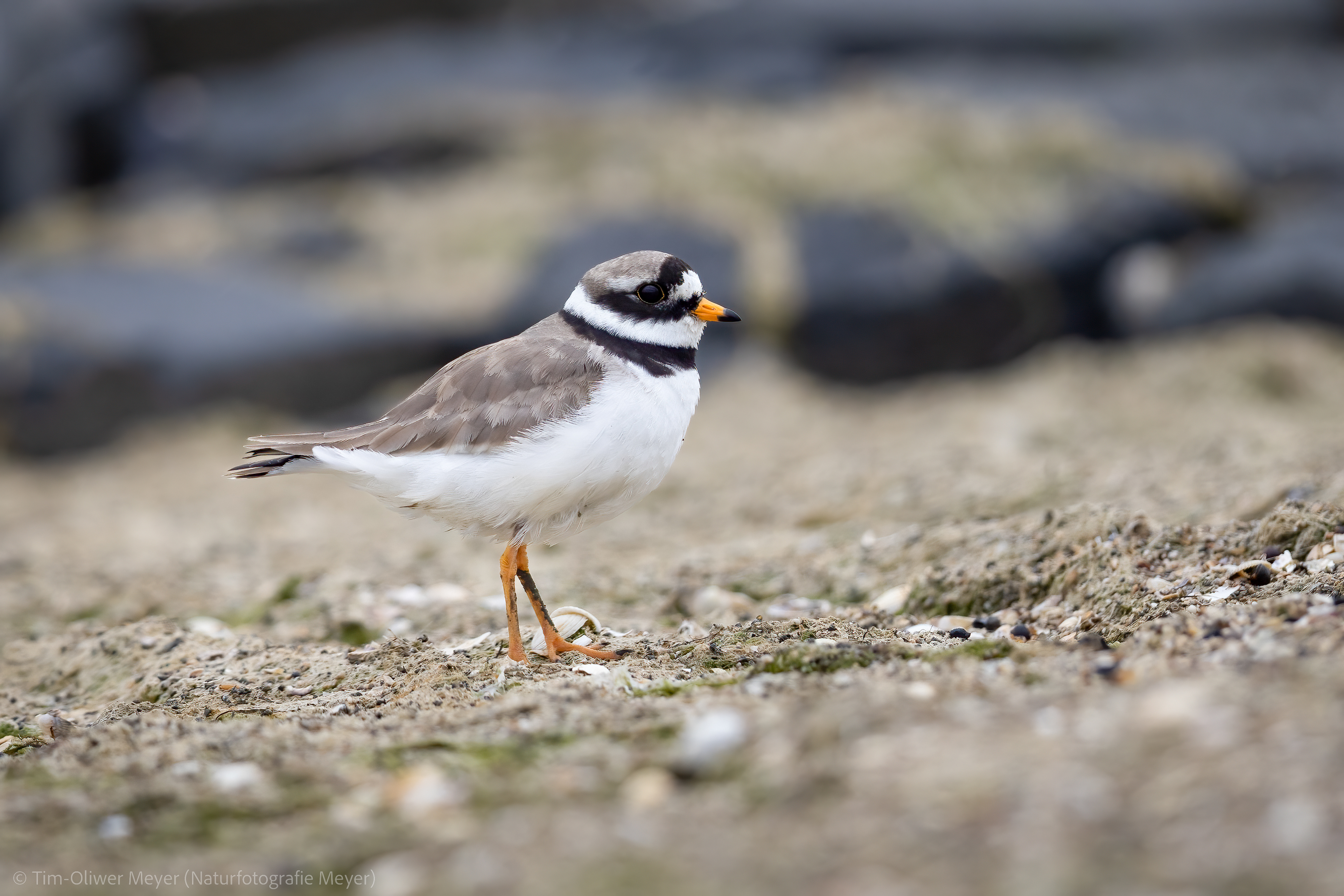 Sandregenpfeiffer / Ringer Plover