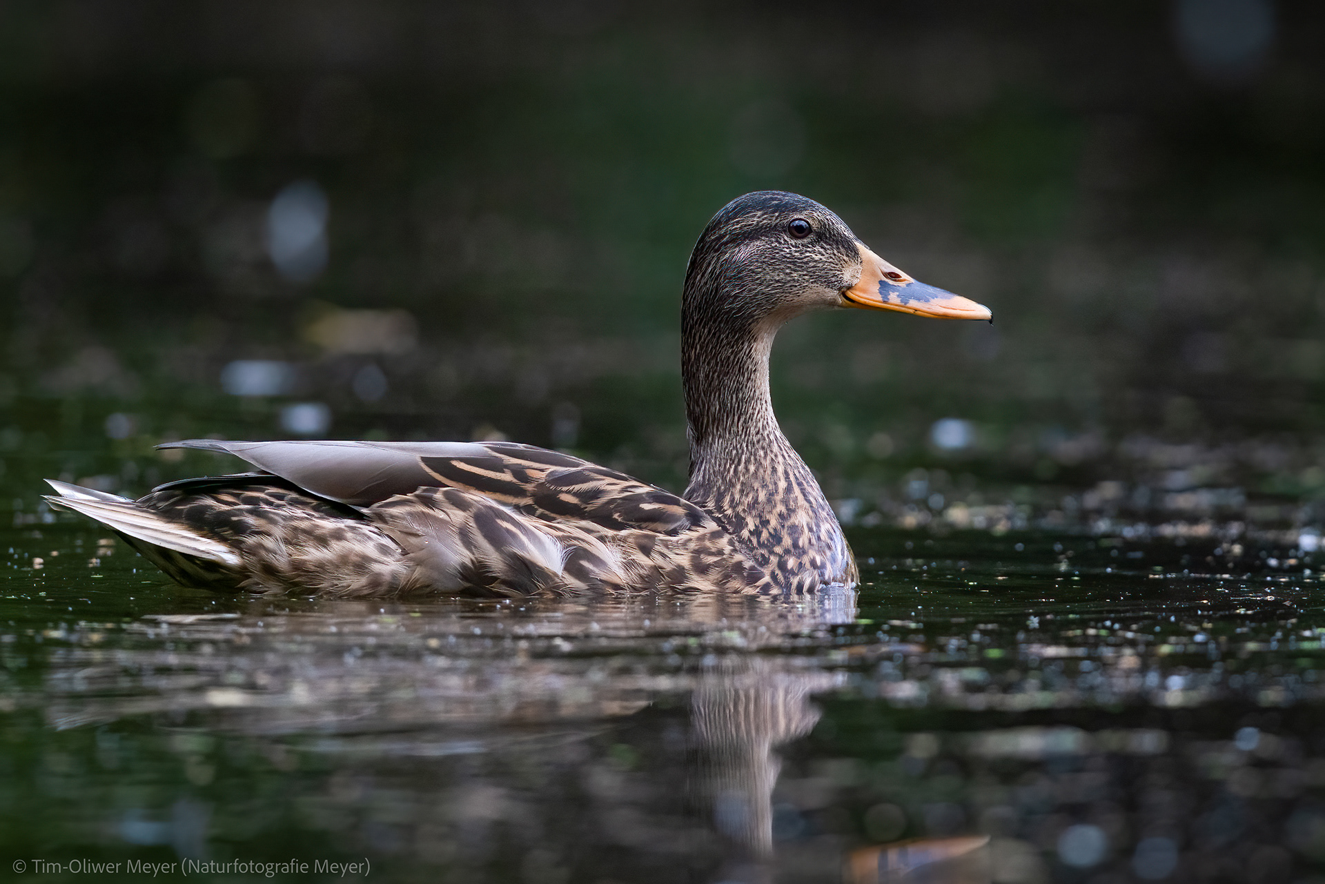 Stockente / Mallard