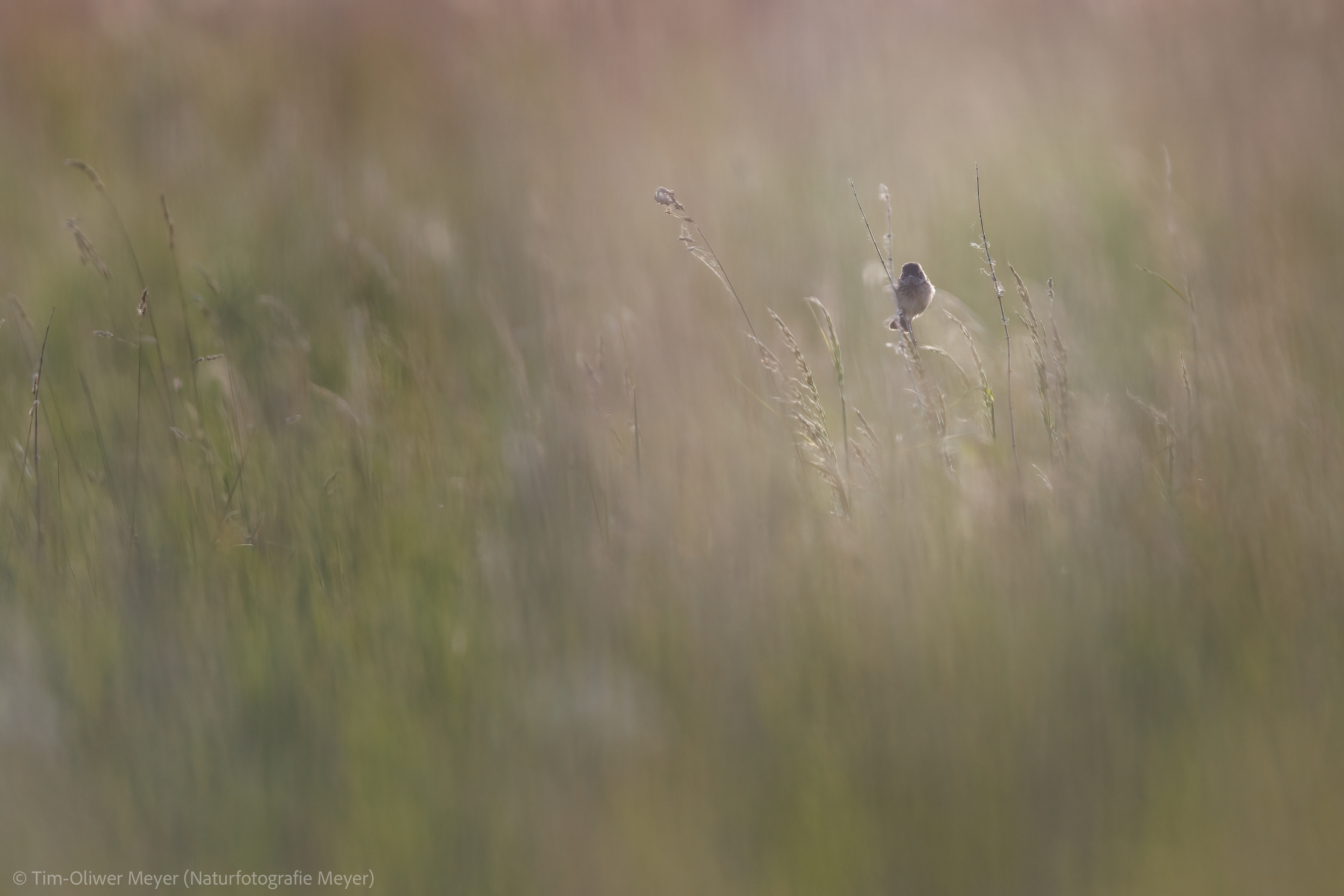 Schwarzkehlchen (Weibchen) / Blackthroat (Female)