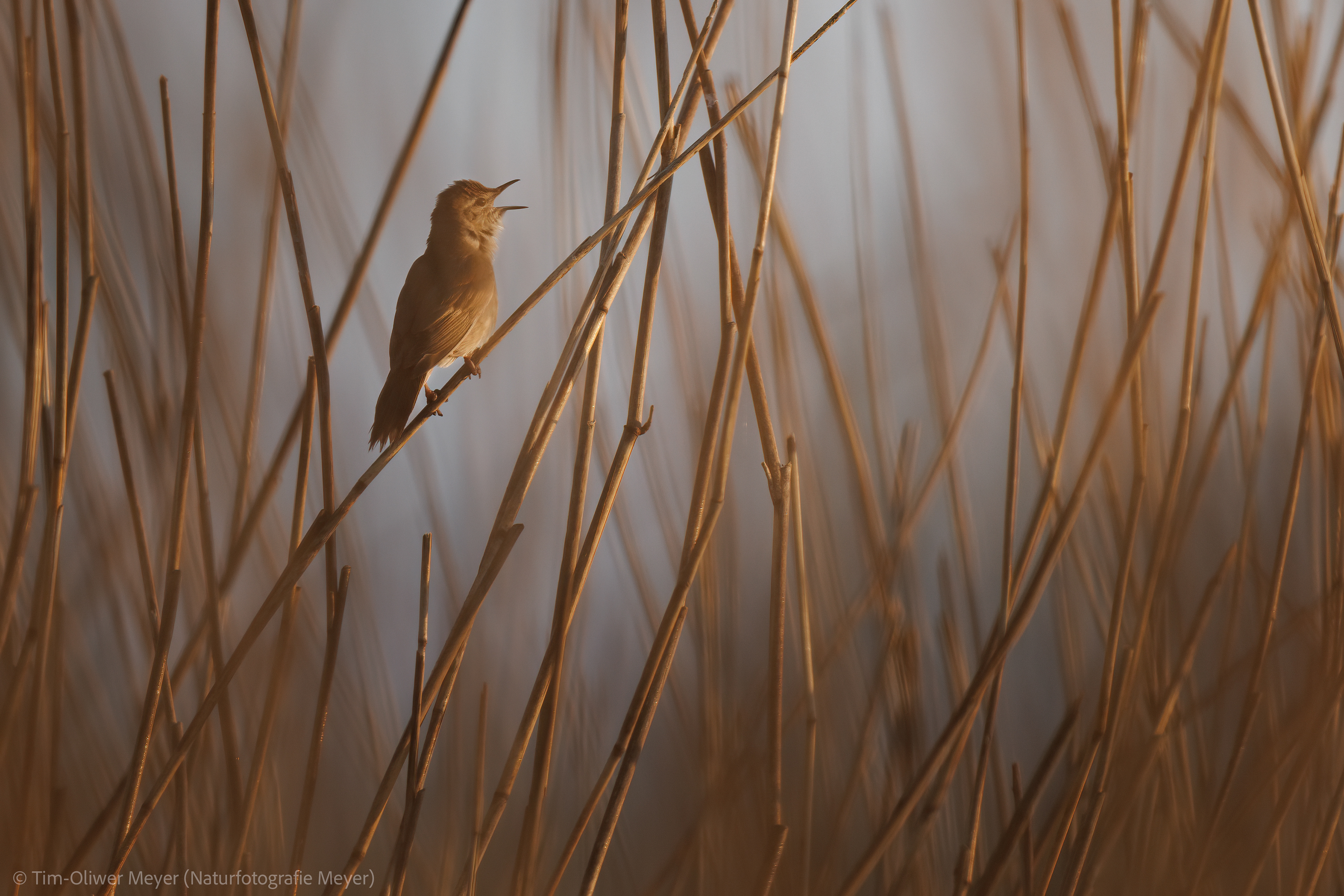 Rohrschwirl / Pipe Swirl