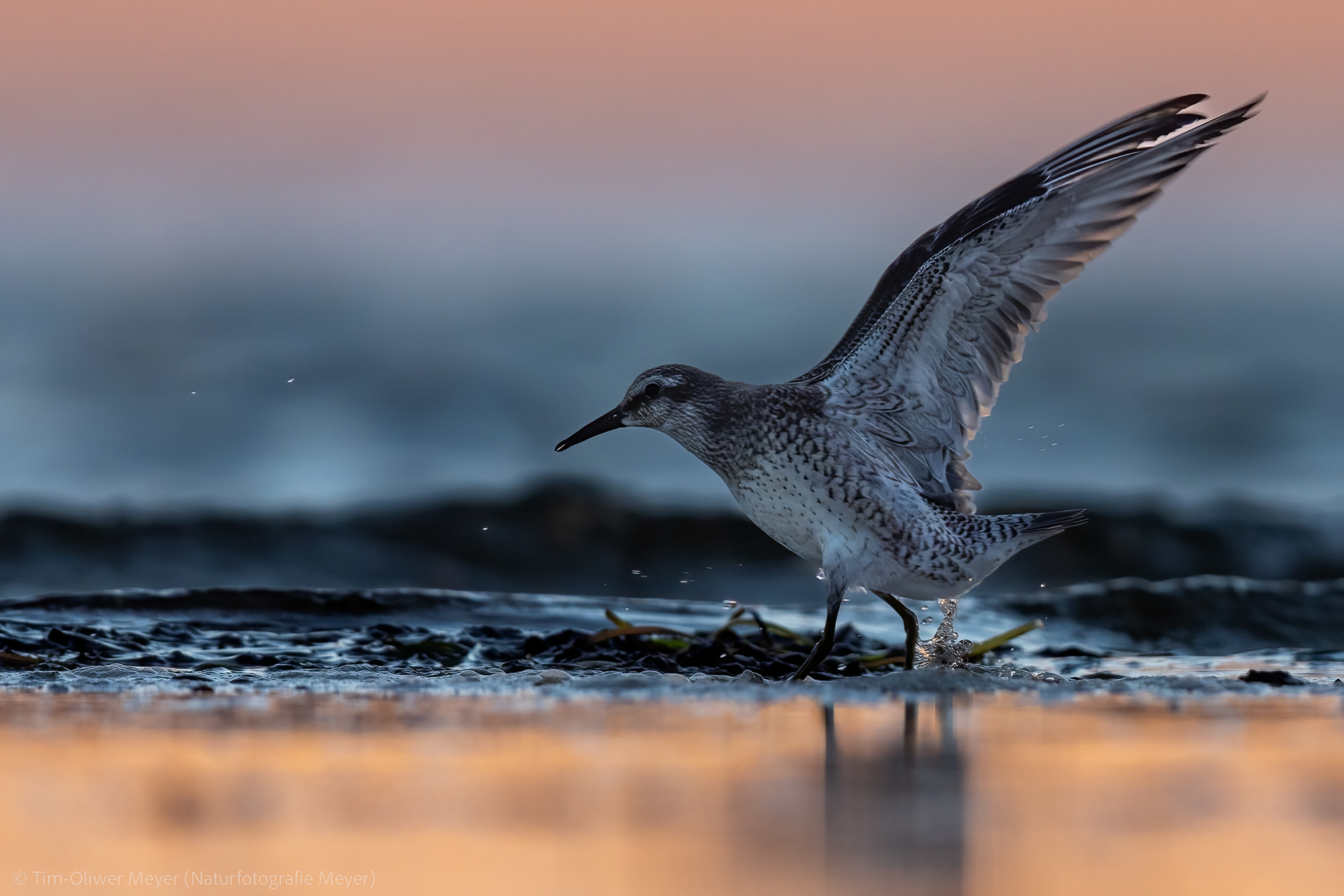 Alpenstrandläufer / Dunlin