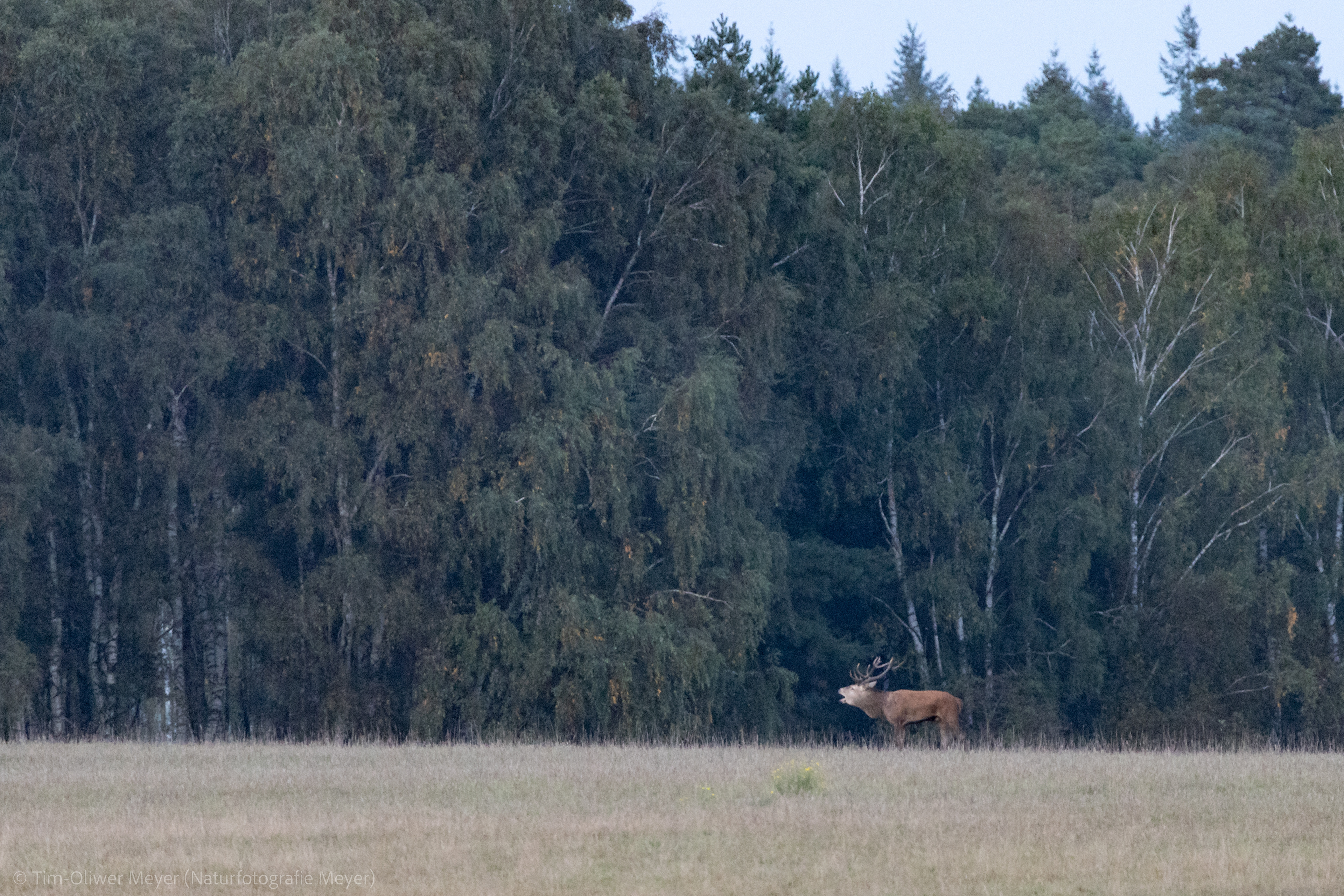 Rothirsch / Red Deer