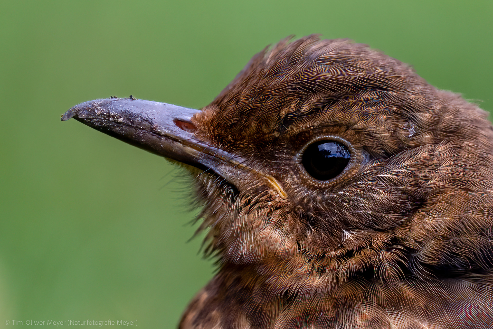 Juvenile Amsel / Juvenile Blackbird