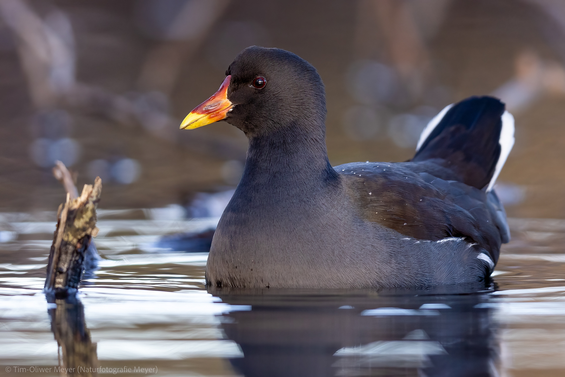 Teichhuhn / Moorhen
