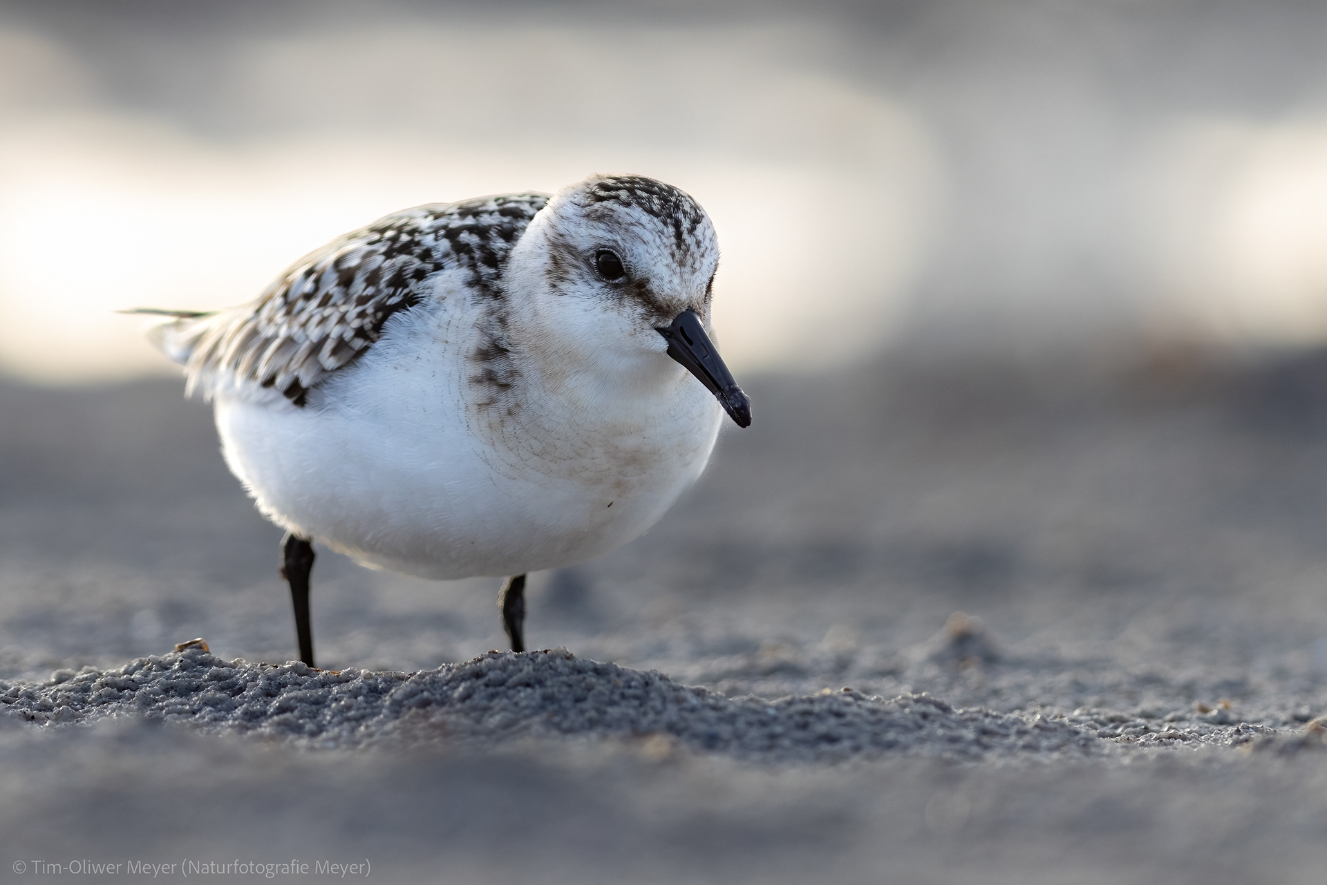 Sanderling / Sanderling