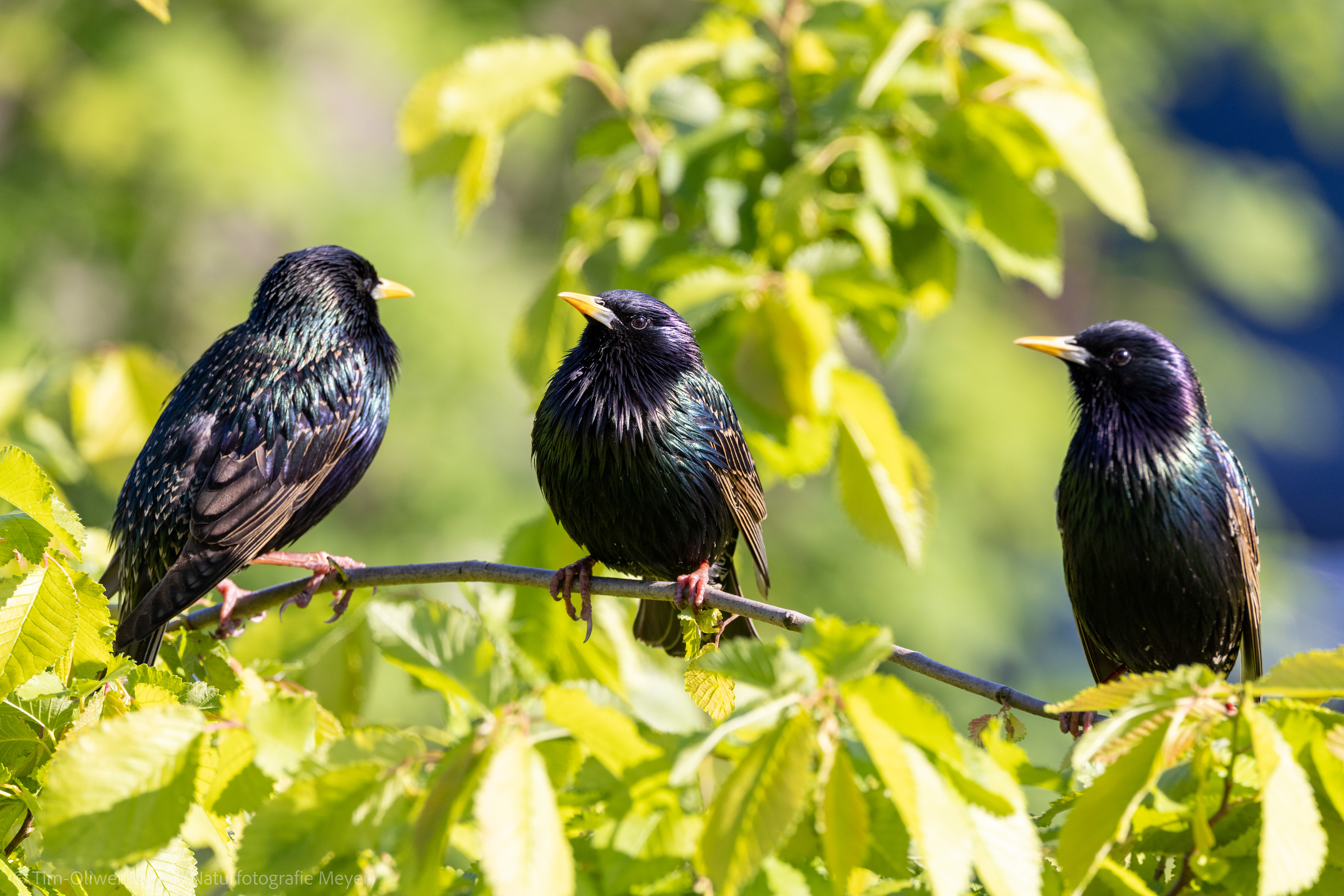 Star / Starling