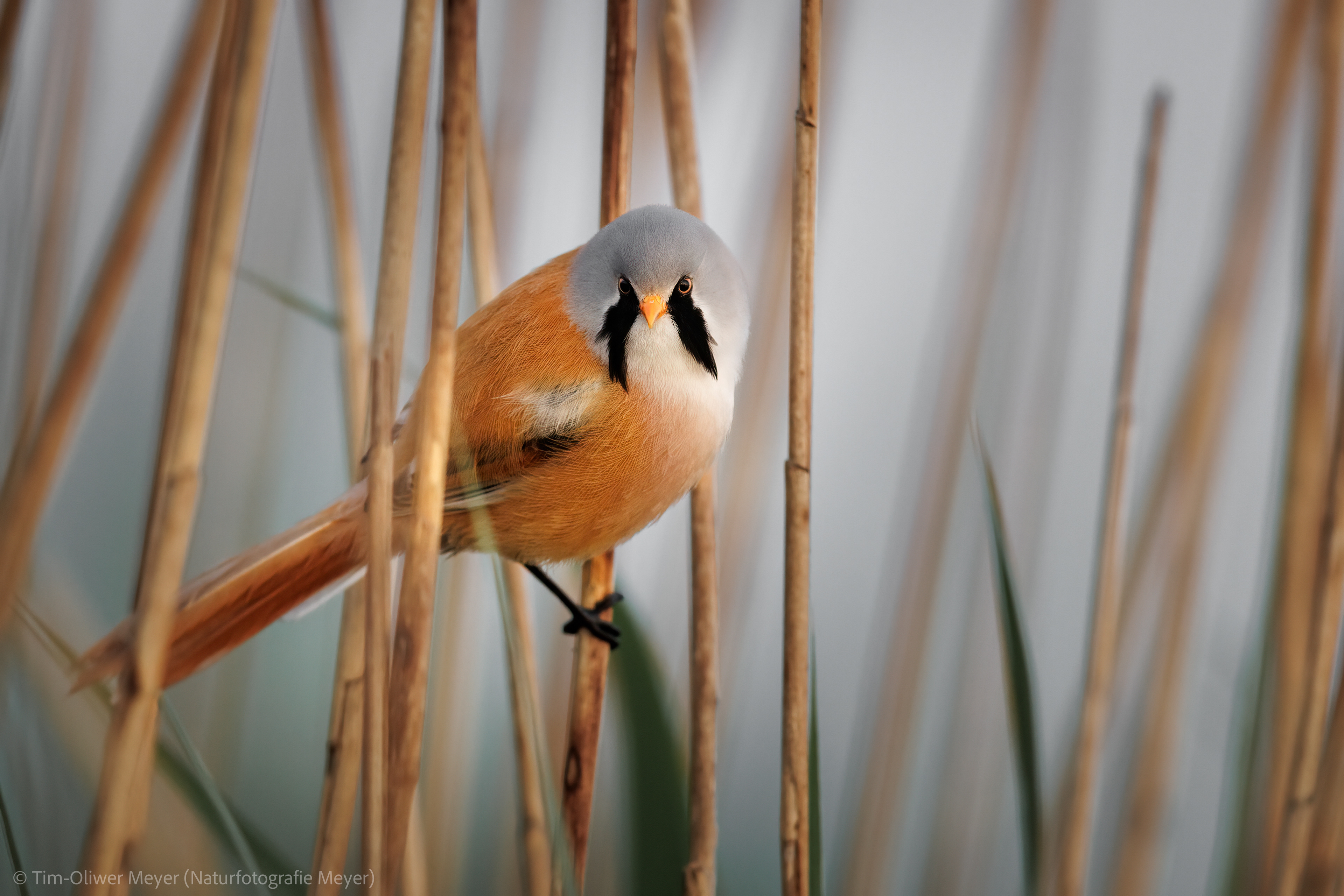 Bartmeise (Männchen) / Bearded Tit (Male)