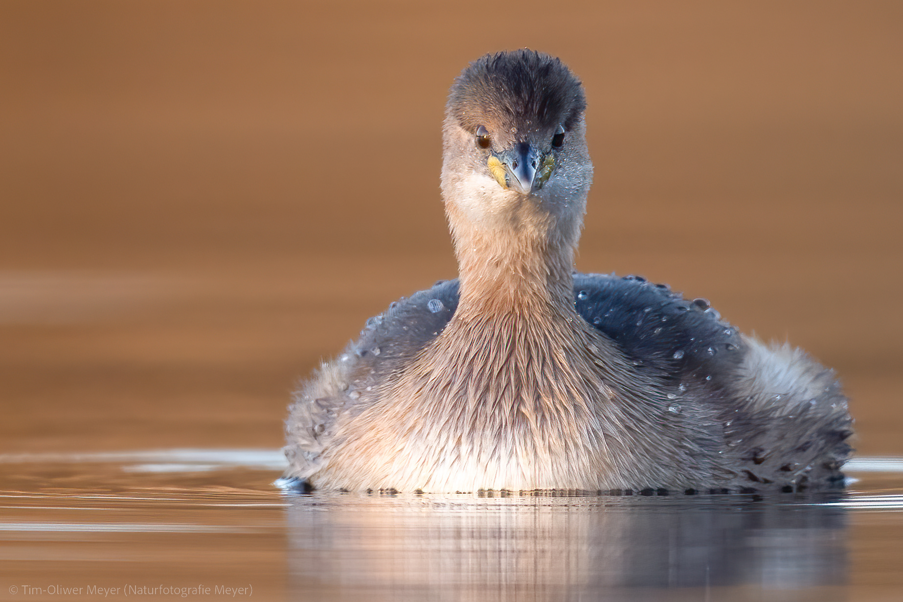 Zwergtaucher / Little Grebe
