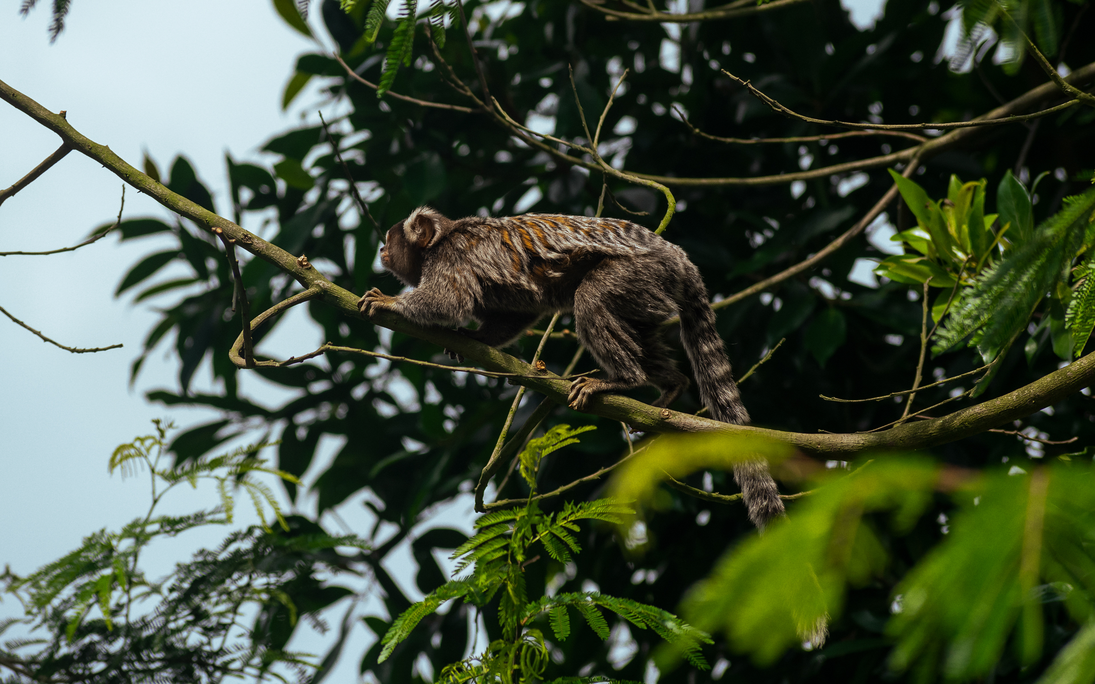 Cada sagui tem sua personalidade própria